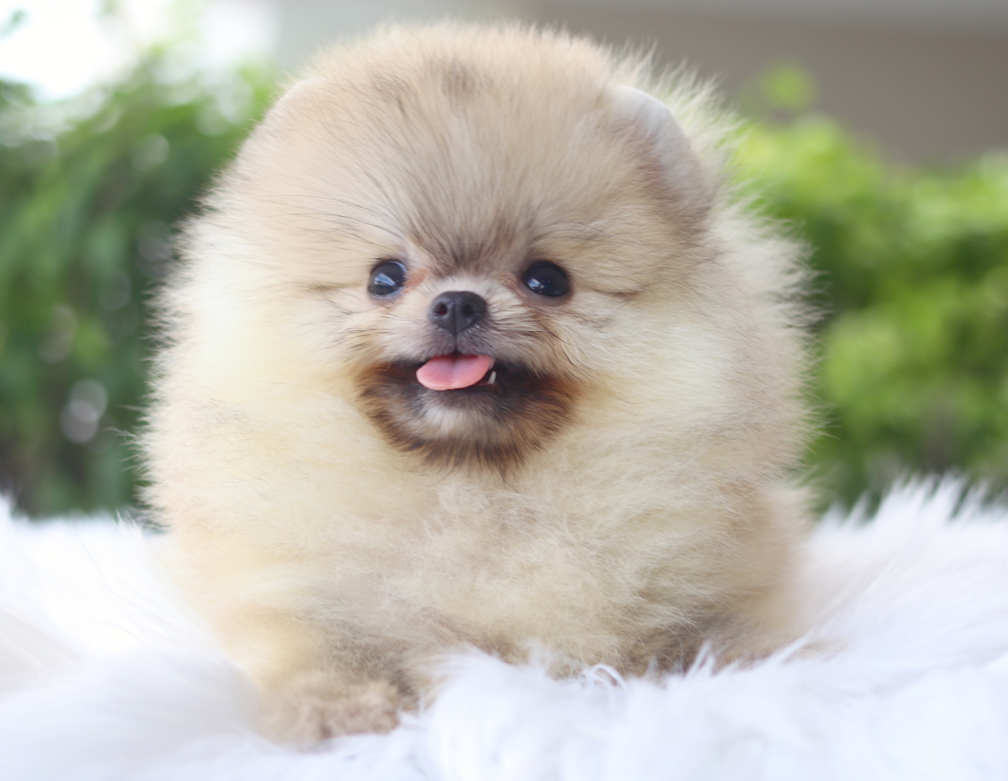 ปอมเมอเรเนียน เพศเมียสีส้ม ไซส์เล็ก