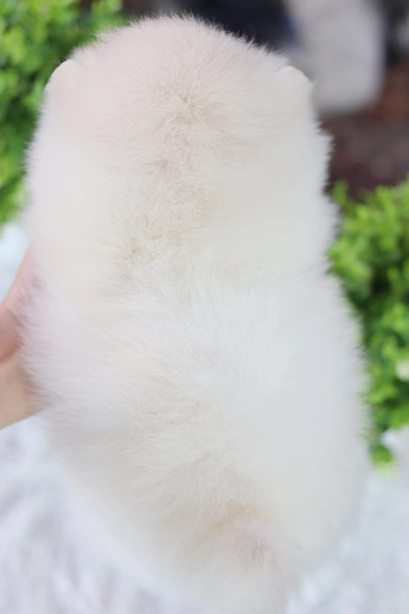 ปอมเมอเรเนียน เพศผู้