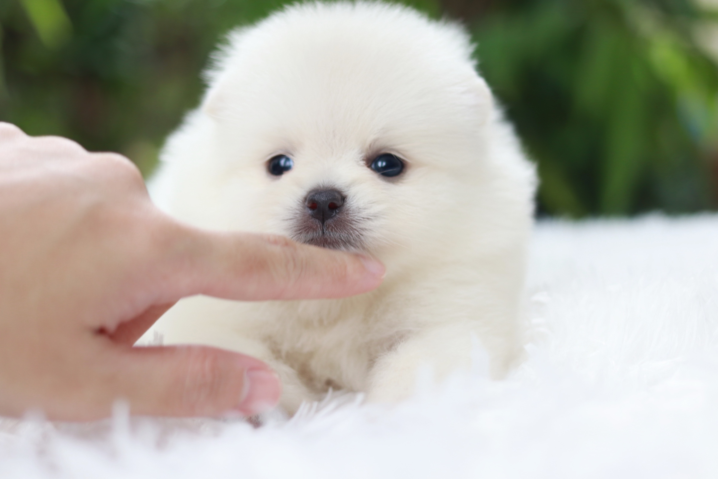 ปอมเมอเรเนียน เพศเมียสีขาวครีมเกรดโชว์