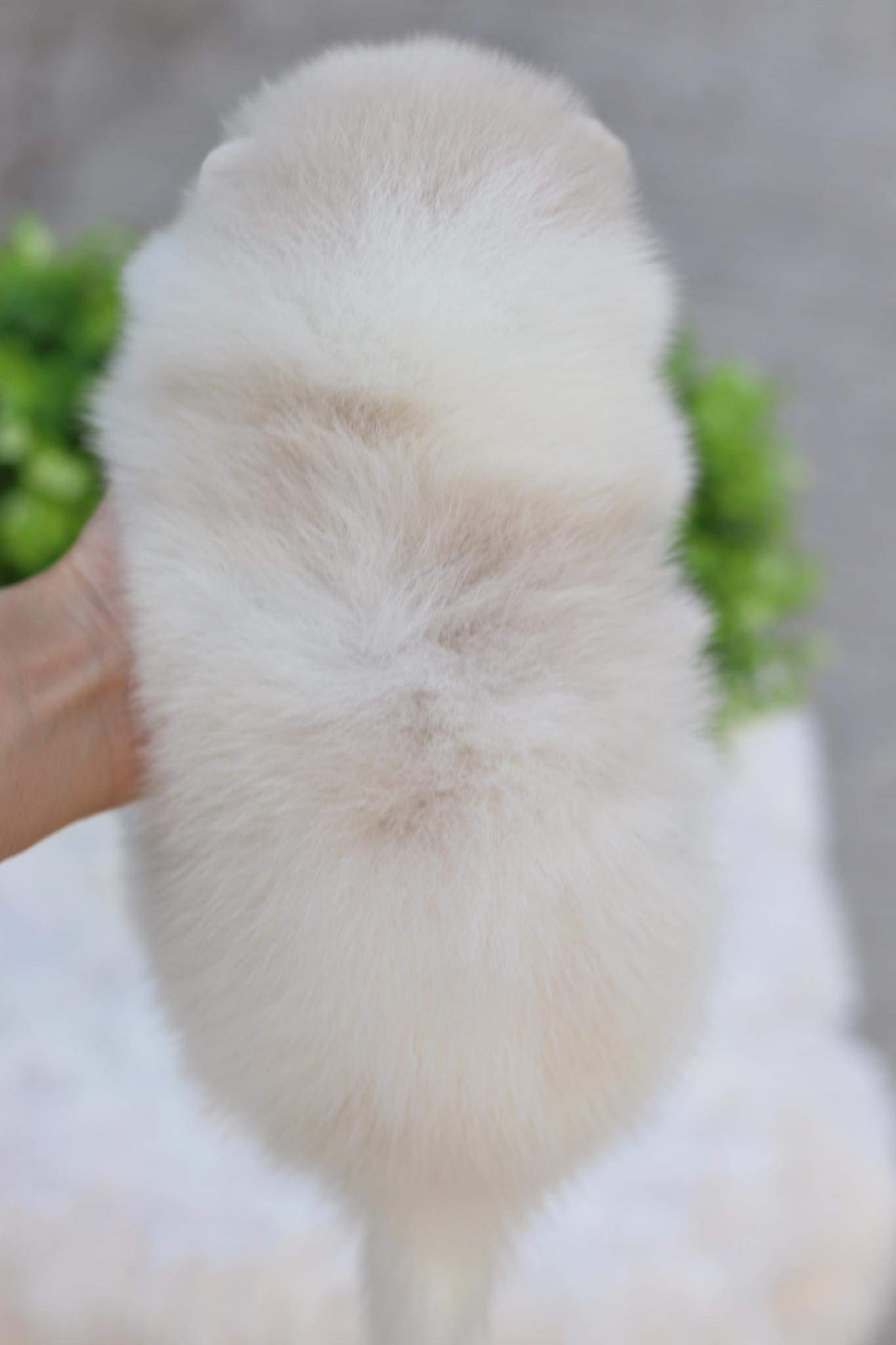 ปอมเมอเรเนียน เพศเมีย