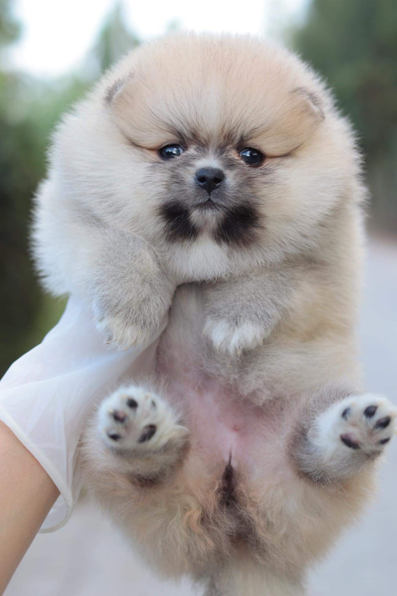 ปอมเมอเรเนียน เพศเมีย สีส้ม