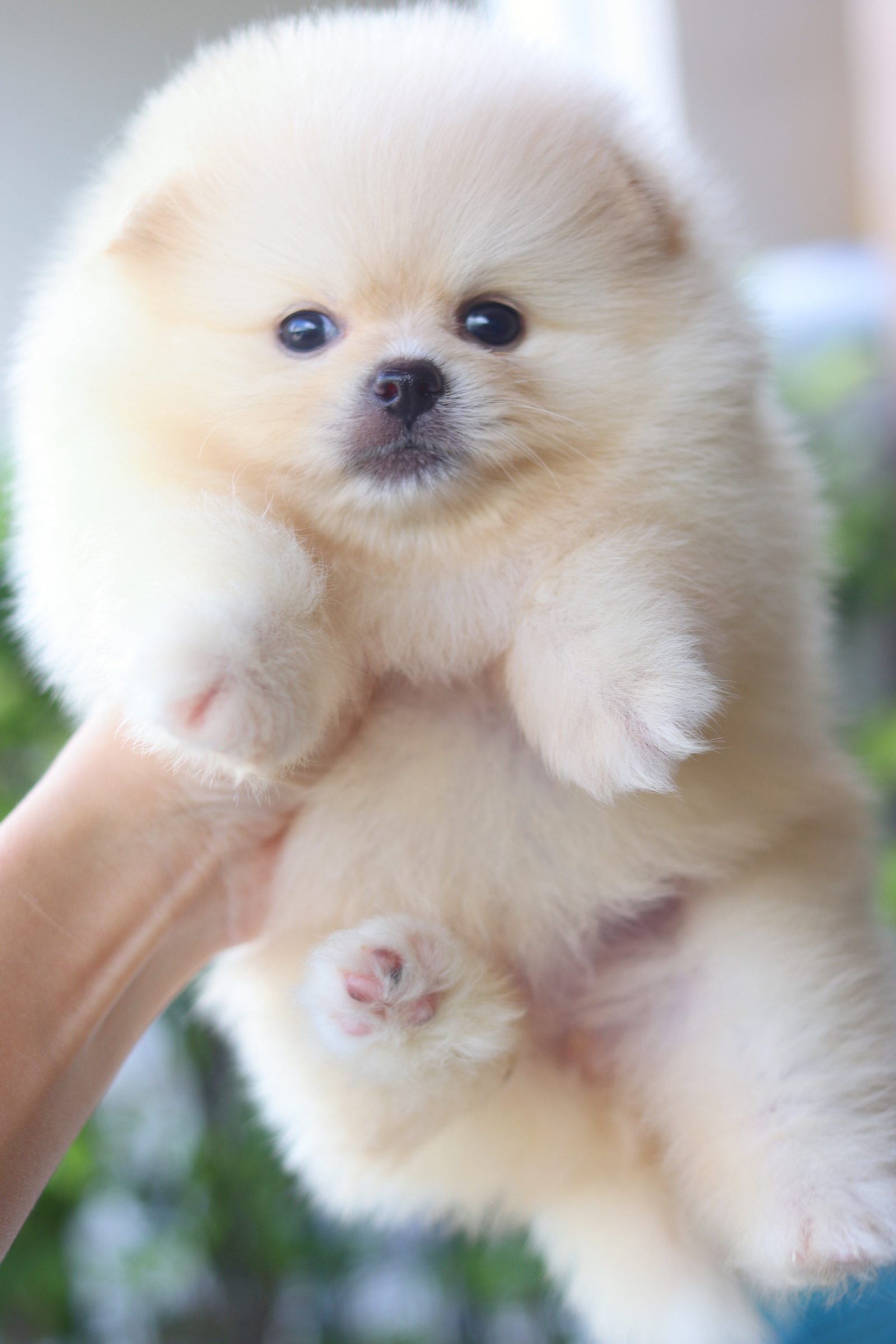 ปอมเมอเรเนียน เพศเมียสีครีม