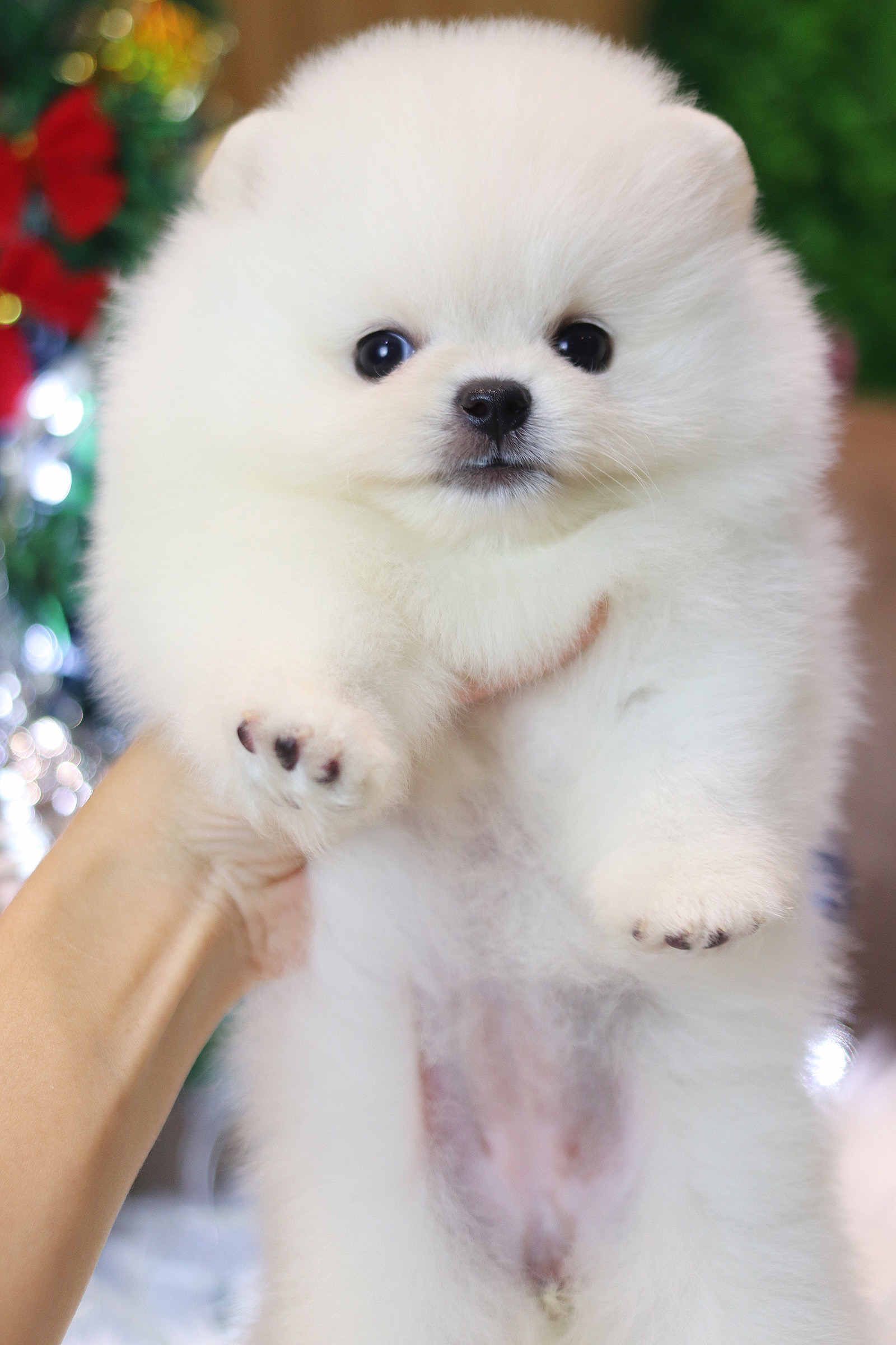 ปอมเมอเรเนียน เพศเมียสีขาวครีมเกรดโชว์