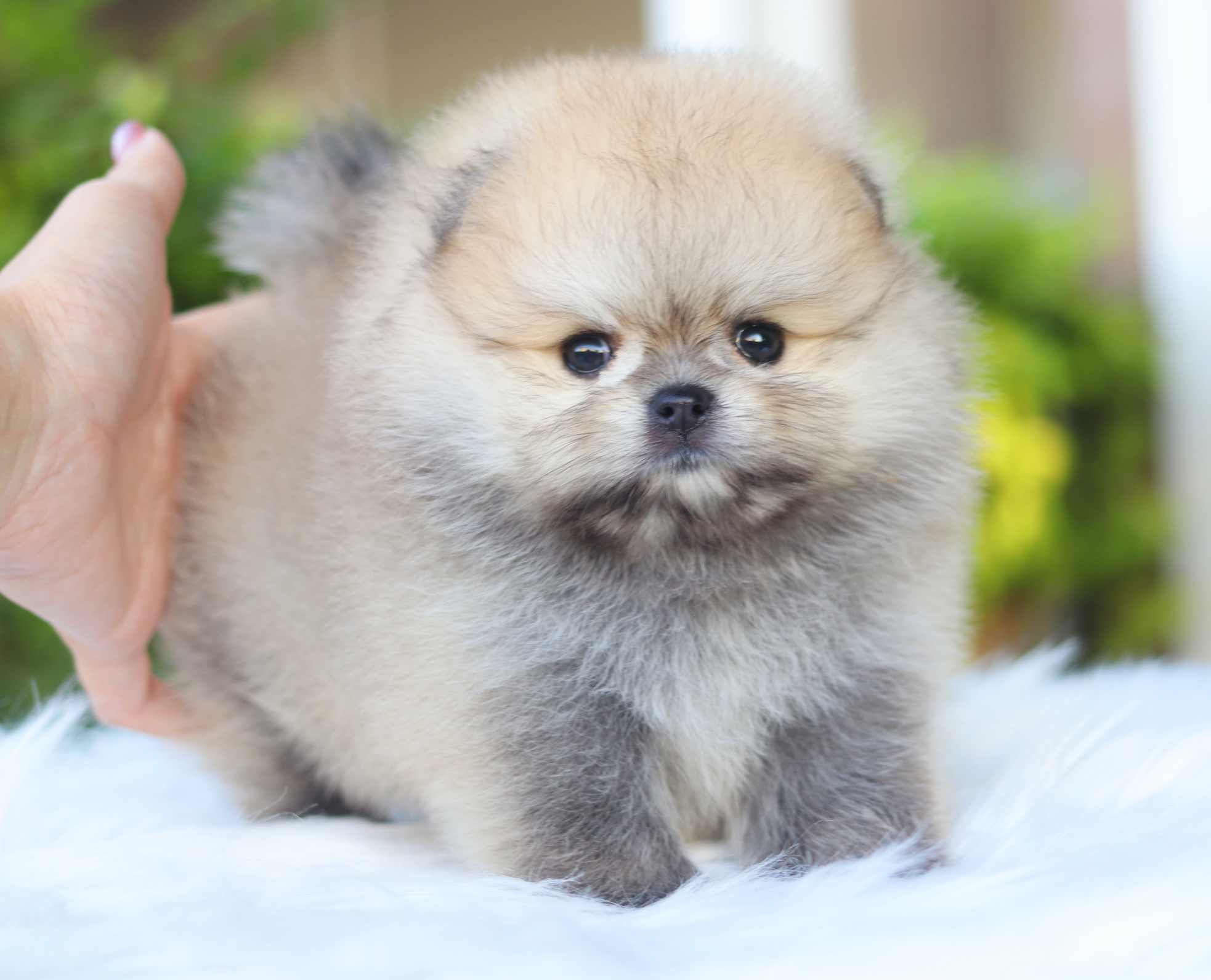 ปอมเมอเรเนียน เพศเมียสีส้มเกรดโชว์