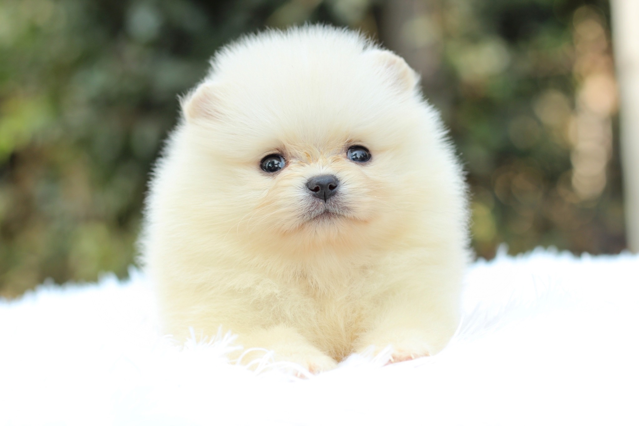 ปอมเมอเรเนียน เพศเมียสีครีม