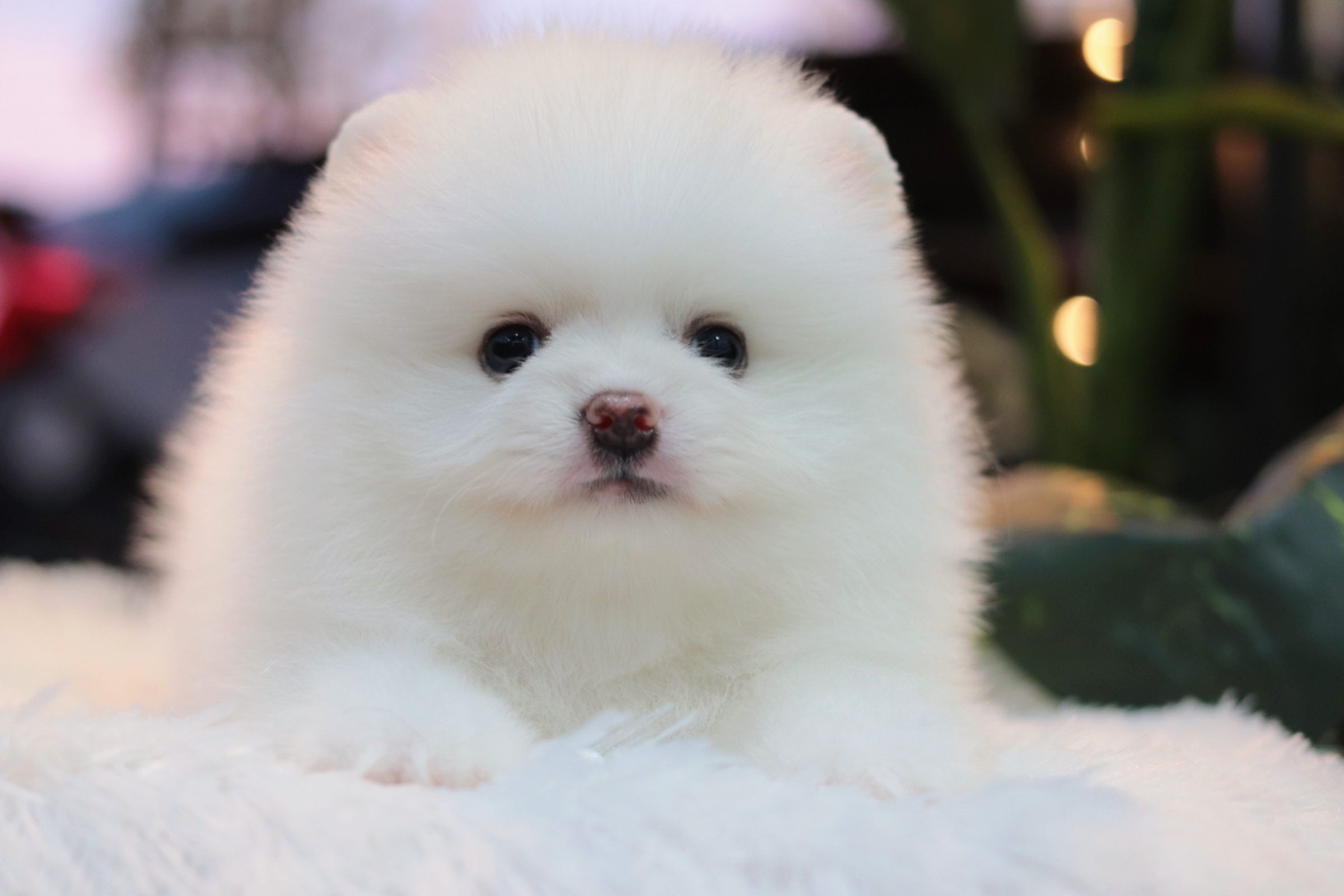 ปอมเมอเรเนียน เพศผู้ สีขาว ขนแน่น เกรดโชว์