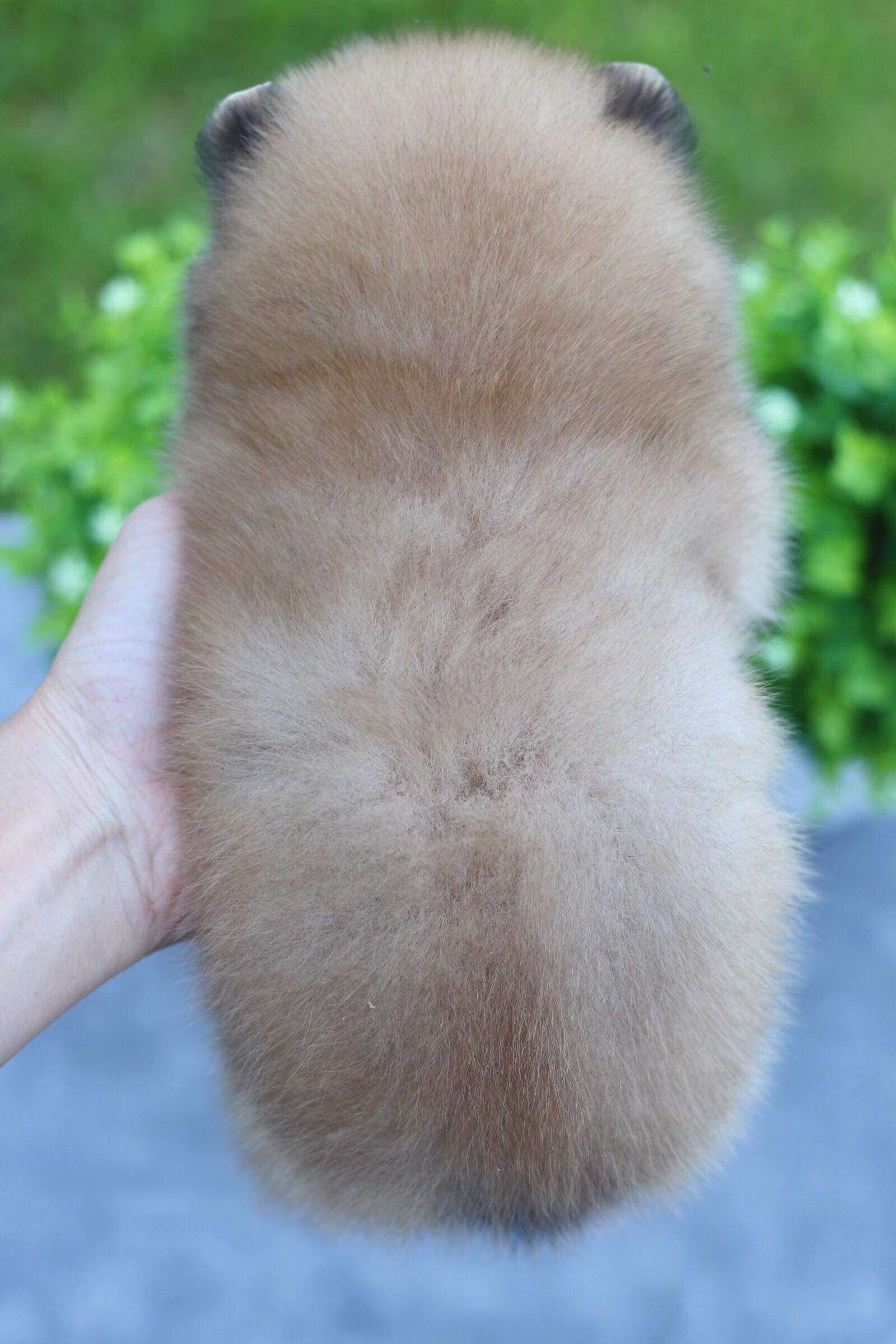 ปอมเมอเรเนียน เพศเมีย