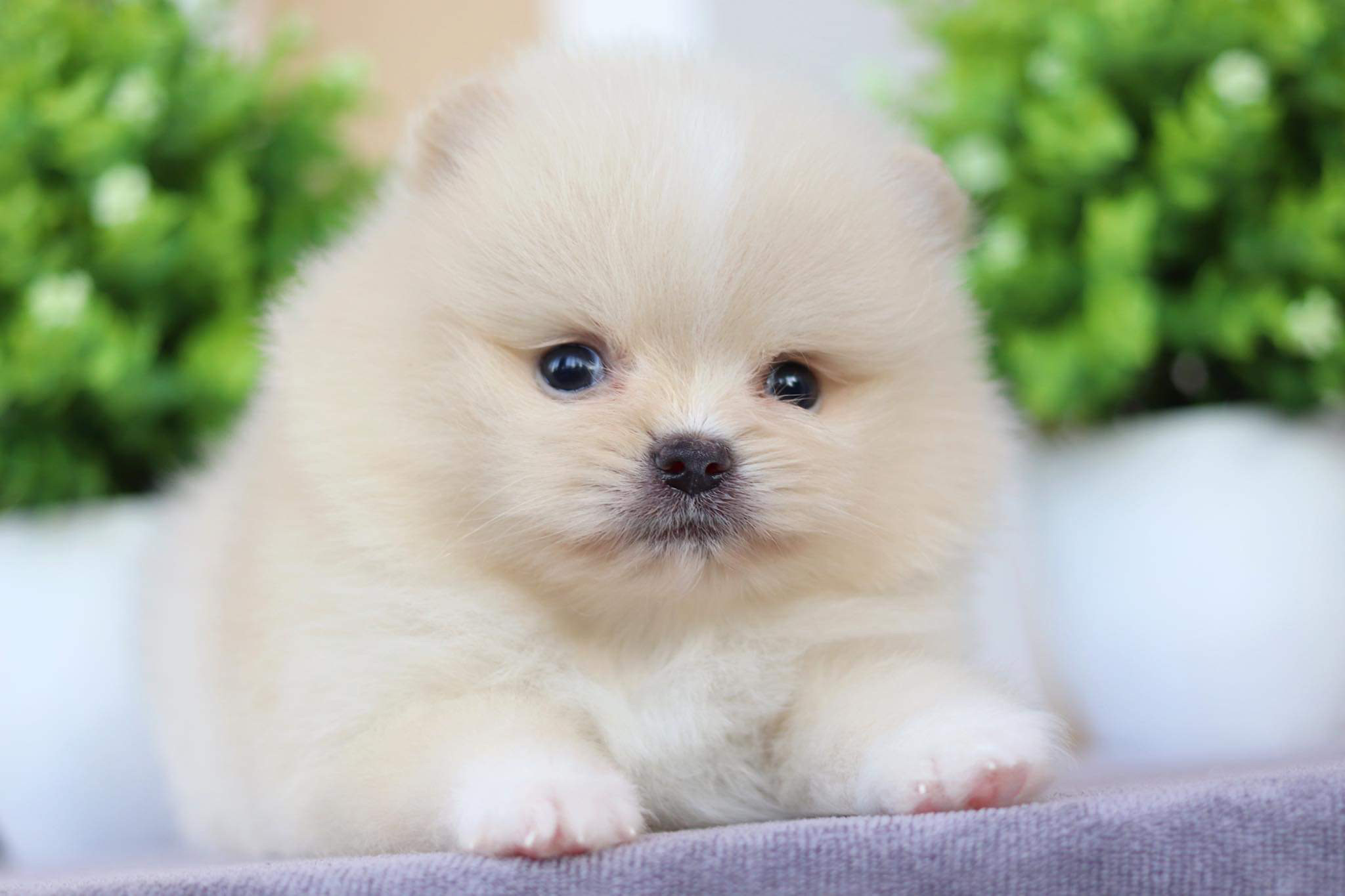 ปอมเมอเรเนียน เพศผู้