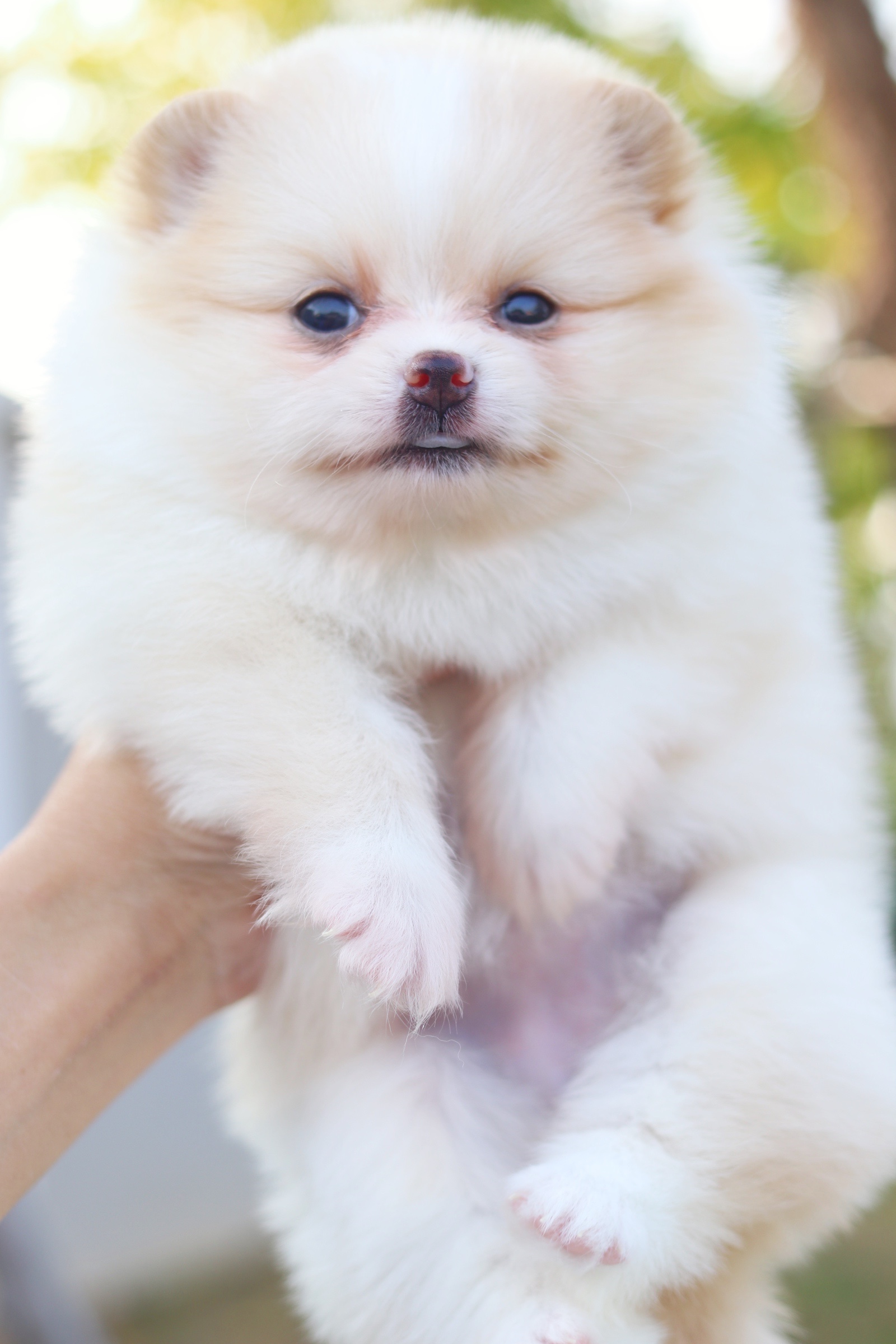 ปอมเมอเรเนียน เพศเมียสีครีม