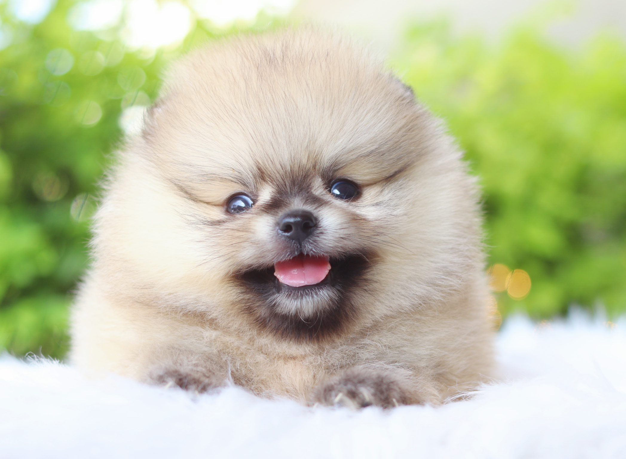 ปอมเมอเรเนียน เพศผู้สีส้ม