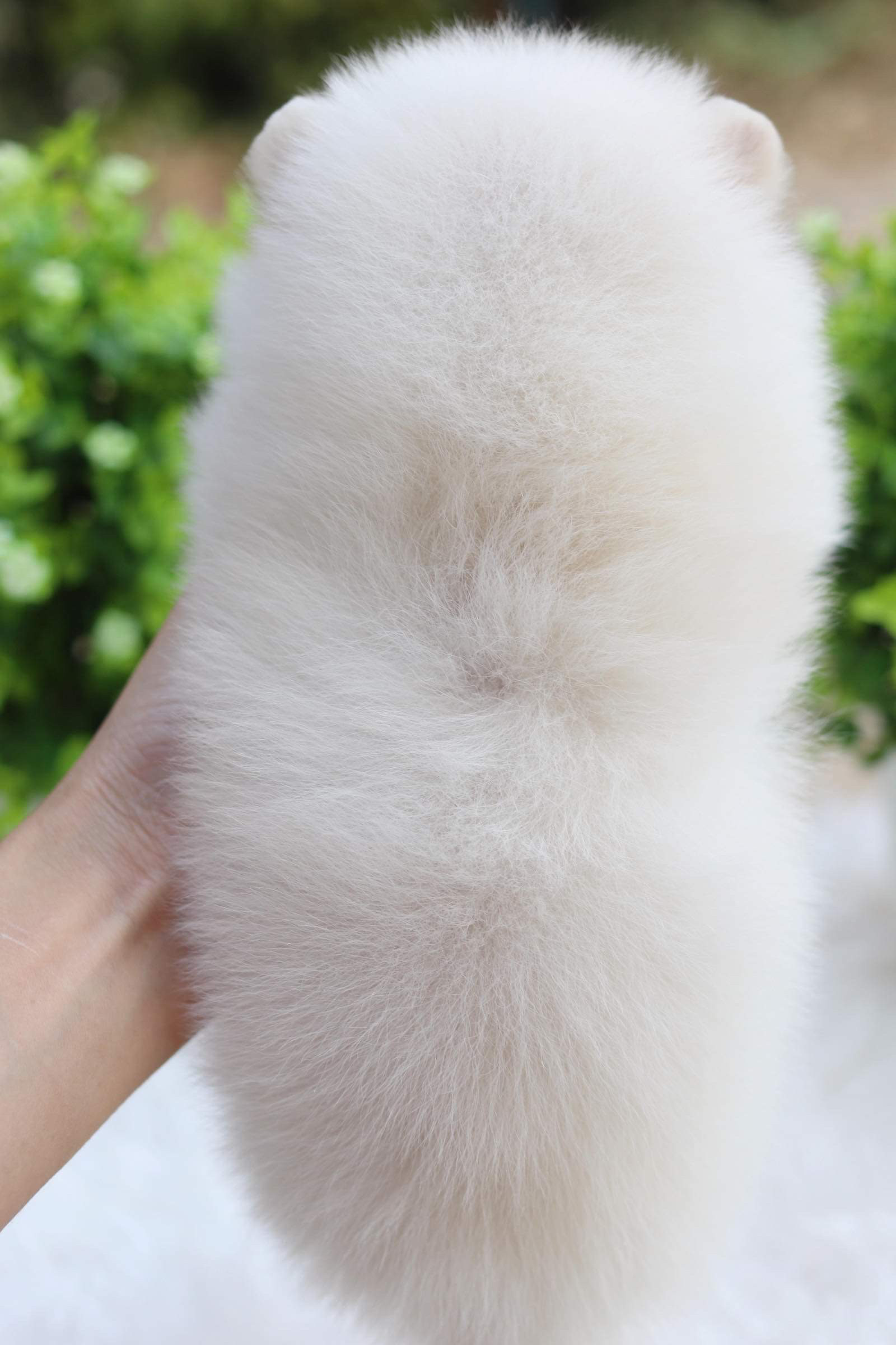 ปอมเมอเรเนียน เพศเมีย