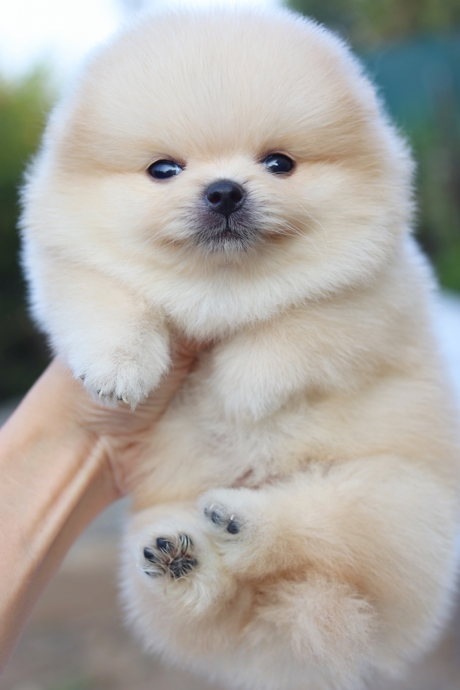 ปอมเมอเรเนียน เพศผู้ครีม ไซส์เล็ก