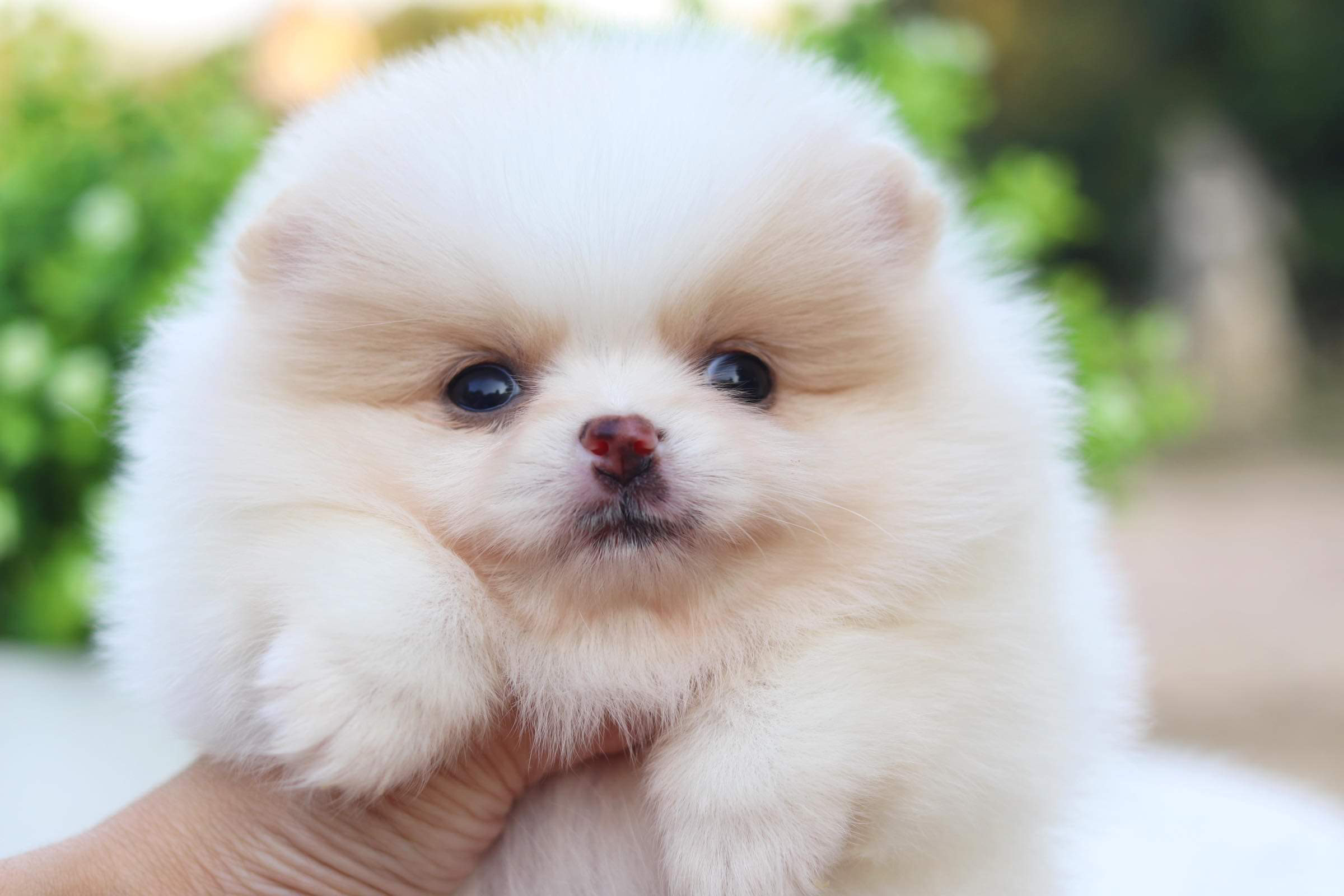 ปอมเมอเรเนียน เพศเมีย