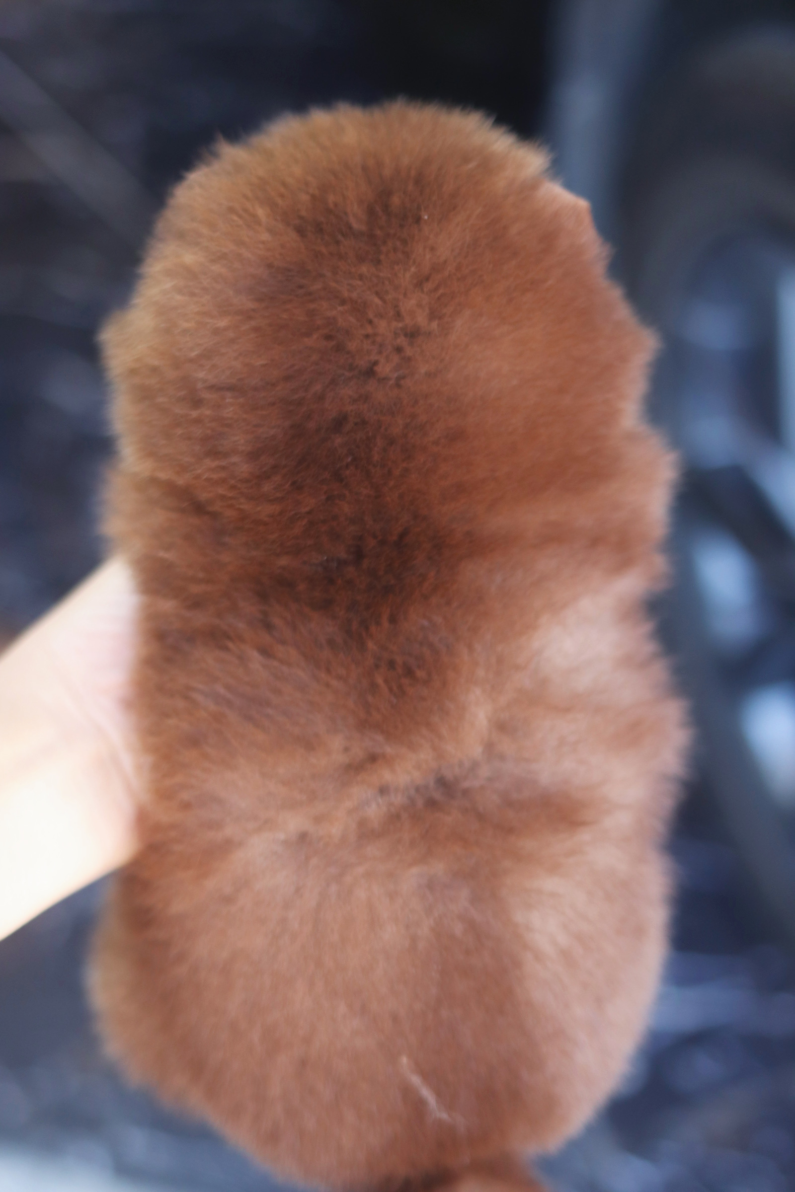 ปอมเมอเรเนียน เพศเมียสีช็อค เกรดโชว์