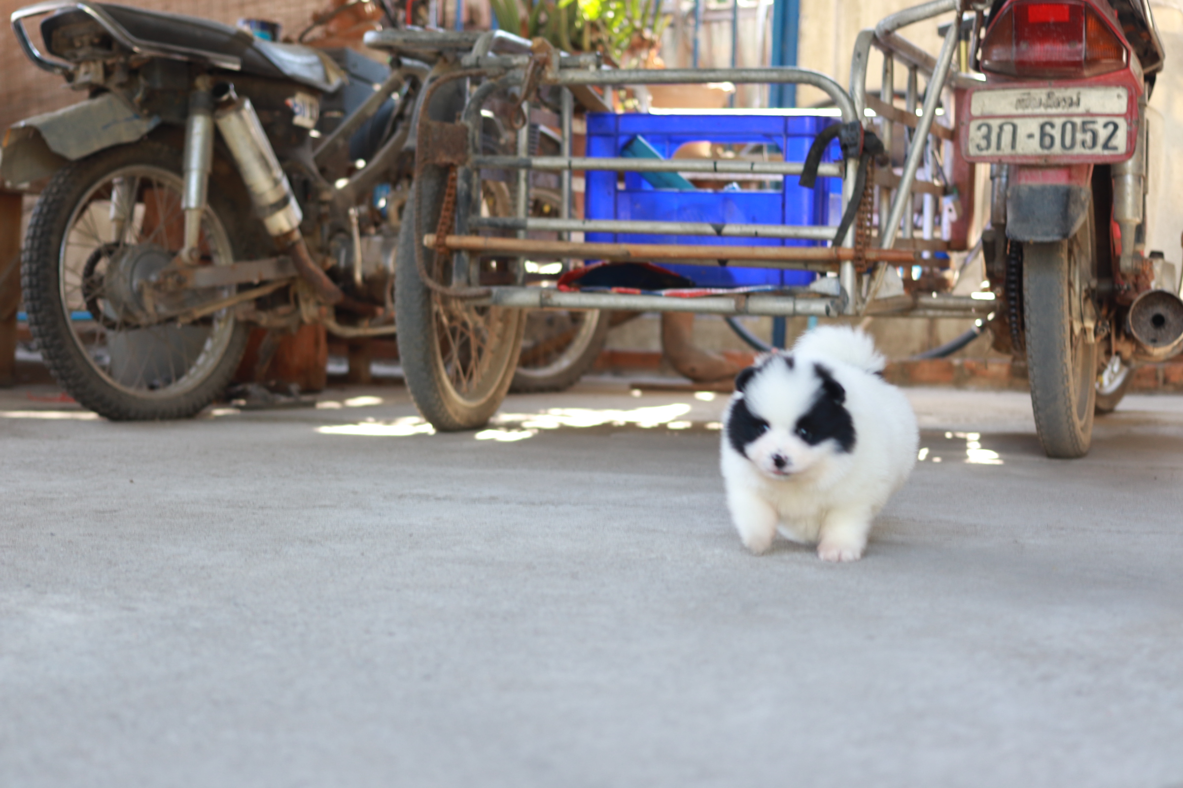 ปอมเมอเรเนียน เพศผู้สีแฟนซีขาวดำ