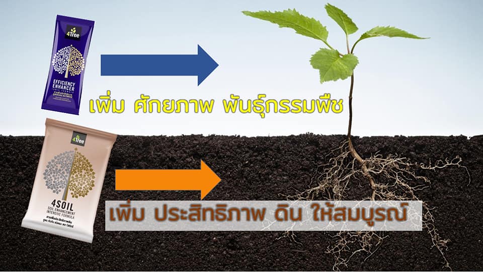 4SOIL plus โฟร์ซอย 1ซอง สารเสริมประสิทธิภาพสำหรับดิน สูตรเข้มข้น ช่วยลดปัญหาต่าง ๆ ของดิน 4tree