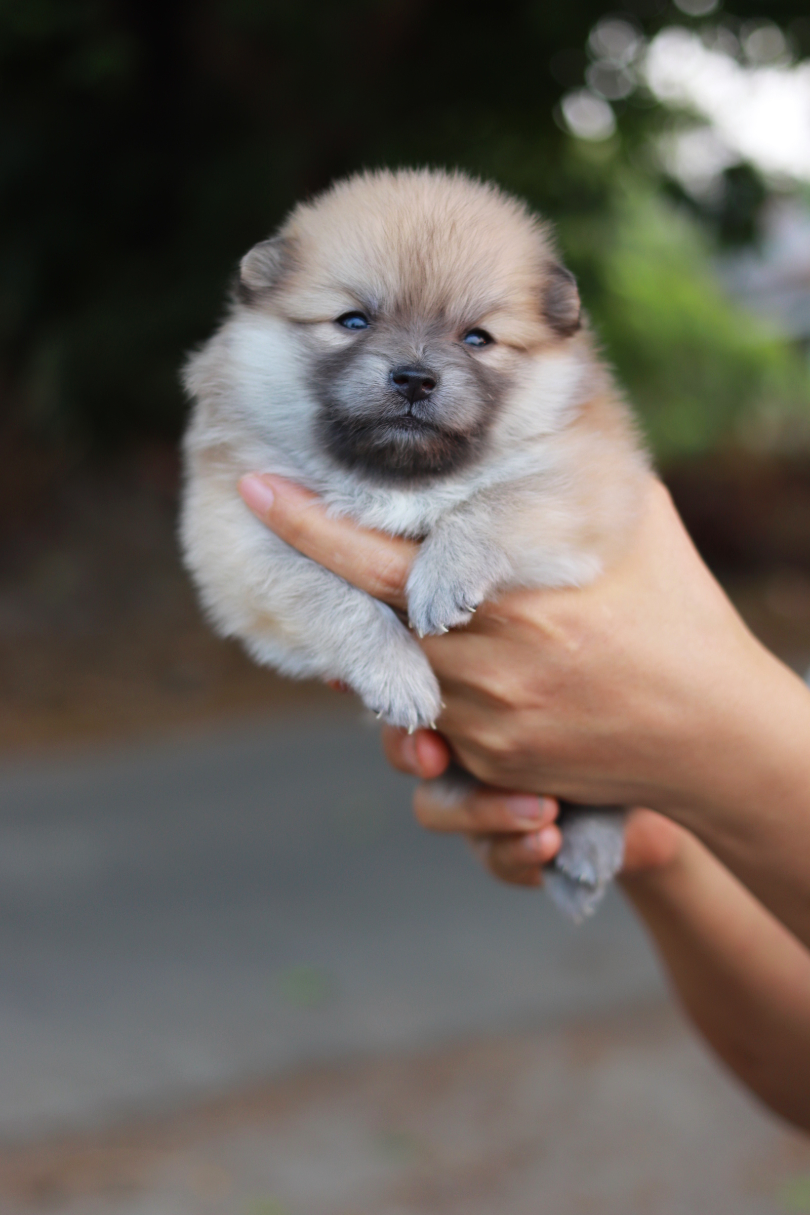 ปอมเมอเรเนียน เพศเมีย