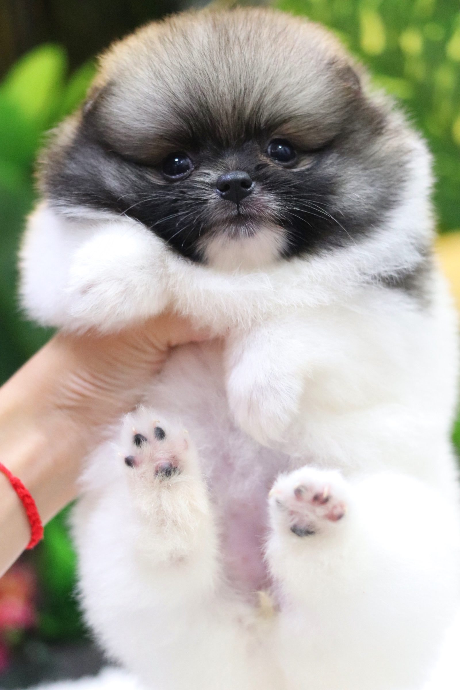 ปอมเมอเรเนียน เพศเมีย สีแฟนซี