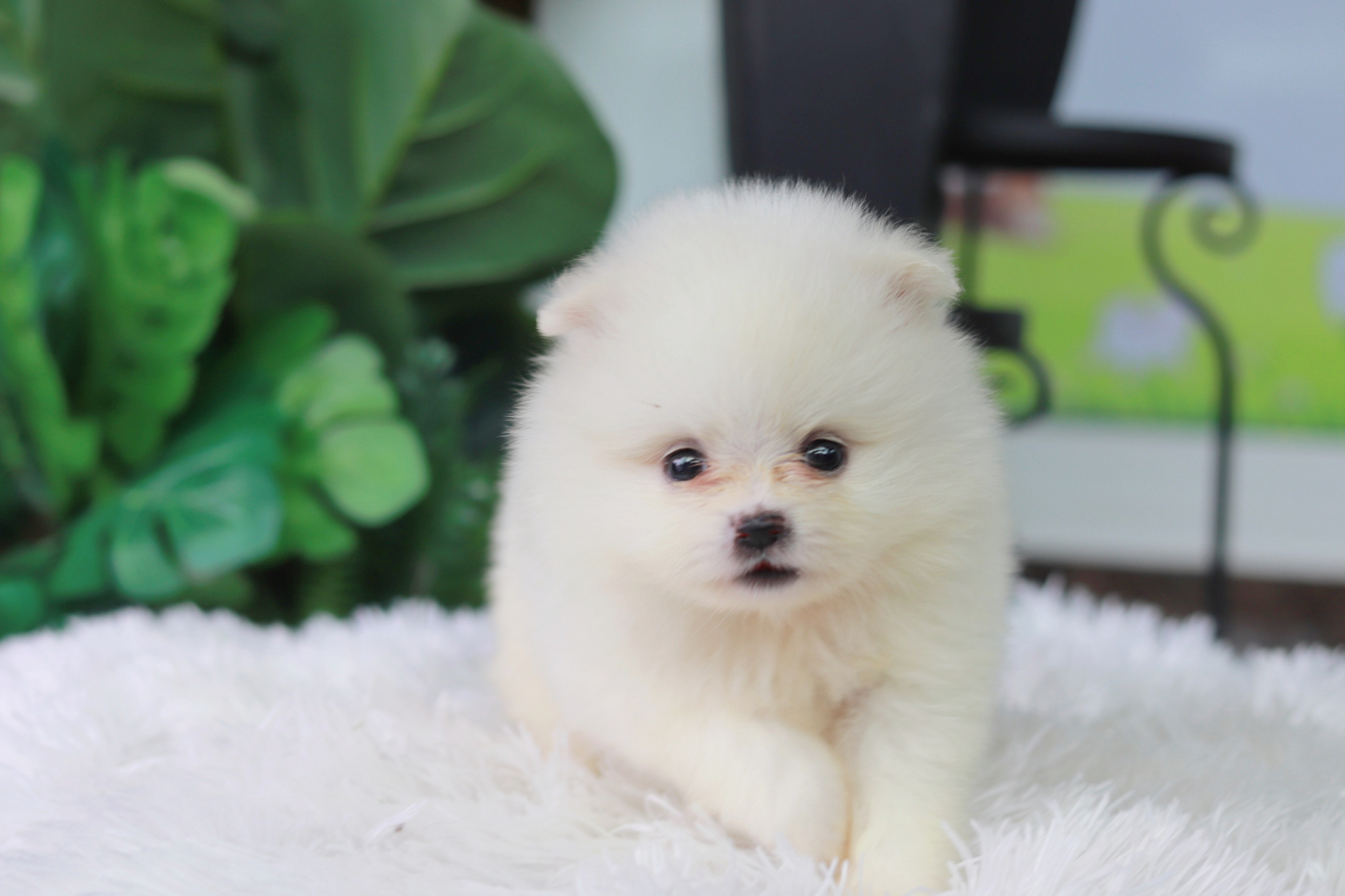 ปอมเมอเรเนียน เพศผู้ ขาวขนแน่นๆน่ารัก