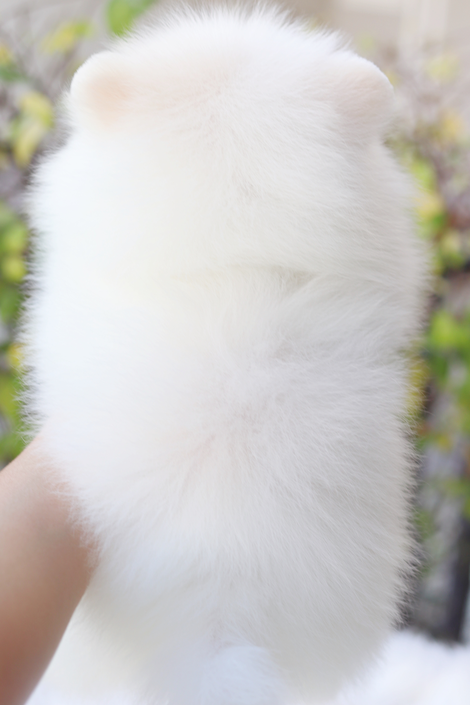 ปอมเมอเรเนียน เพศเมียสีขาวครีม