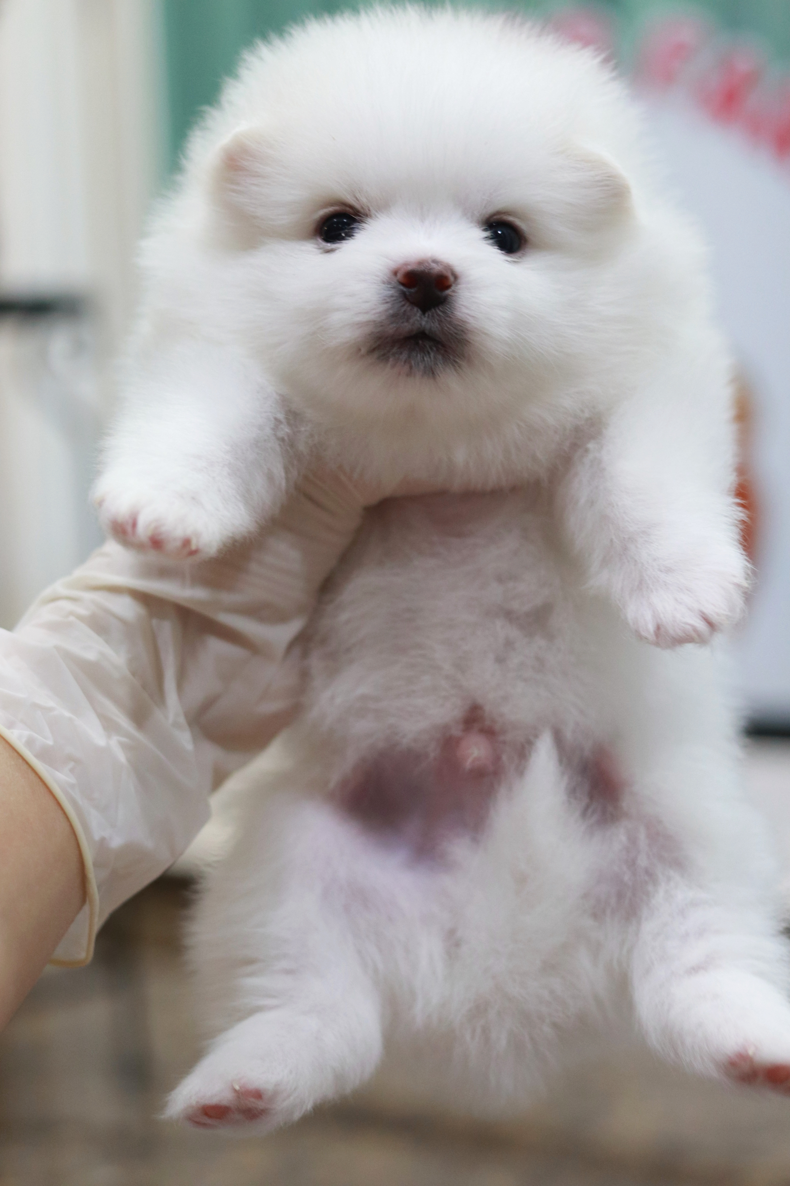 ปอมเมอเรเนียน เพศผู้