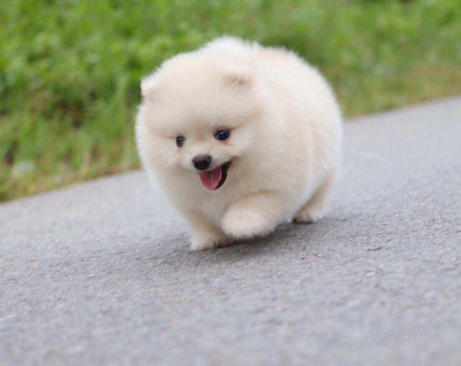 ปอมเมอเรเนียน เพศผู้