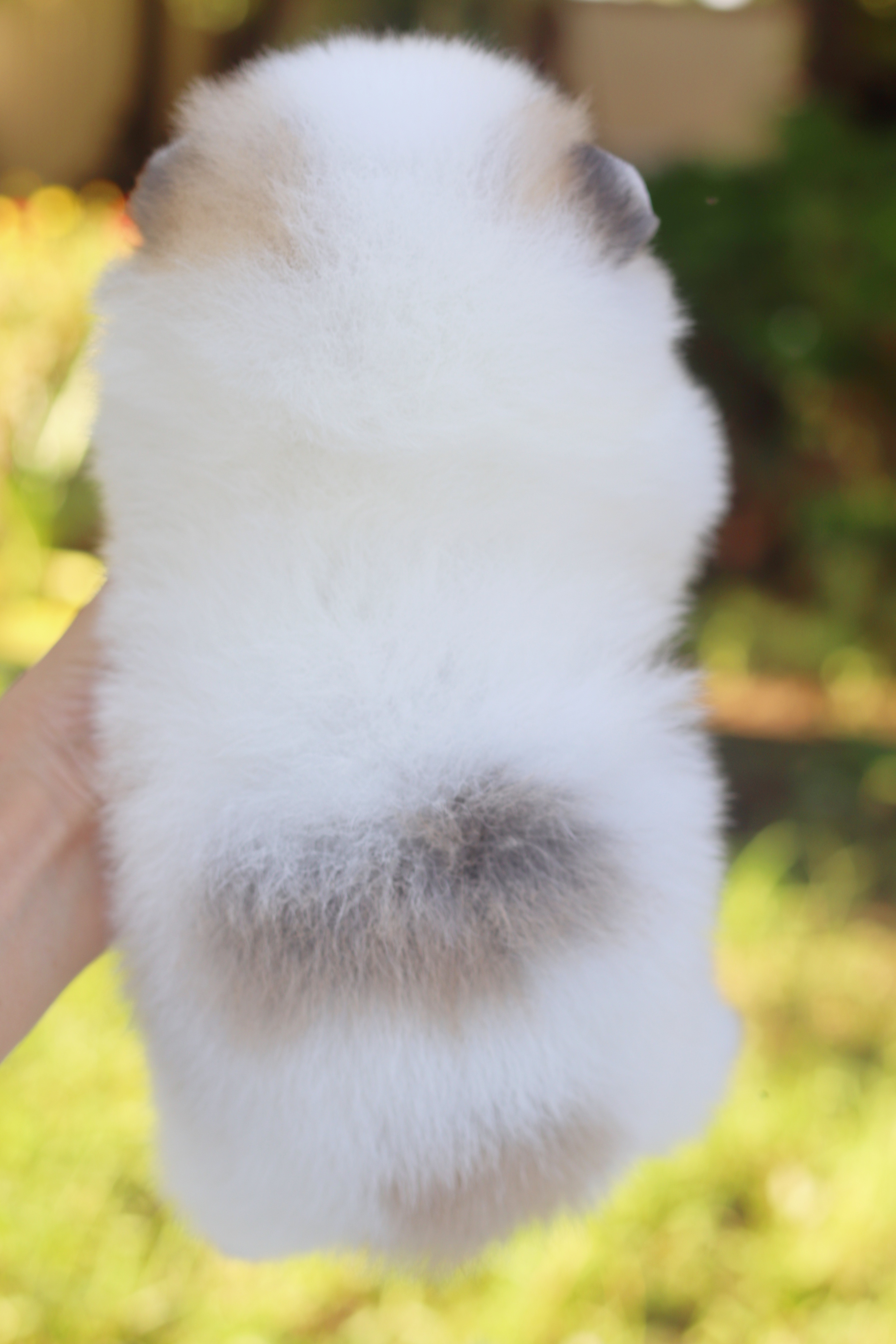 ปอมเมอเรเนียน เพศเมียสีแฟนซี