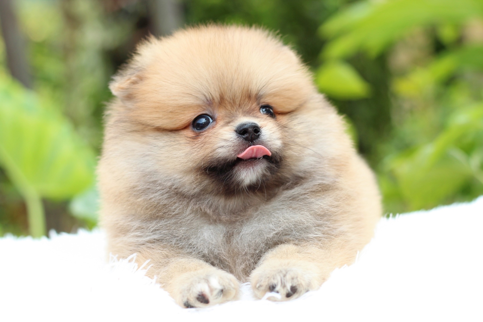 ปอมเมอเรเนียน เพศผู้สีส้ม