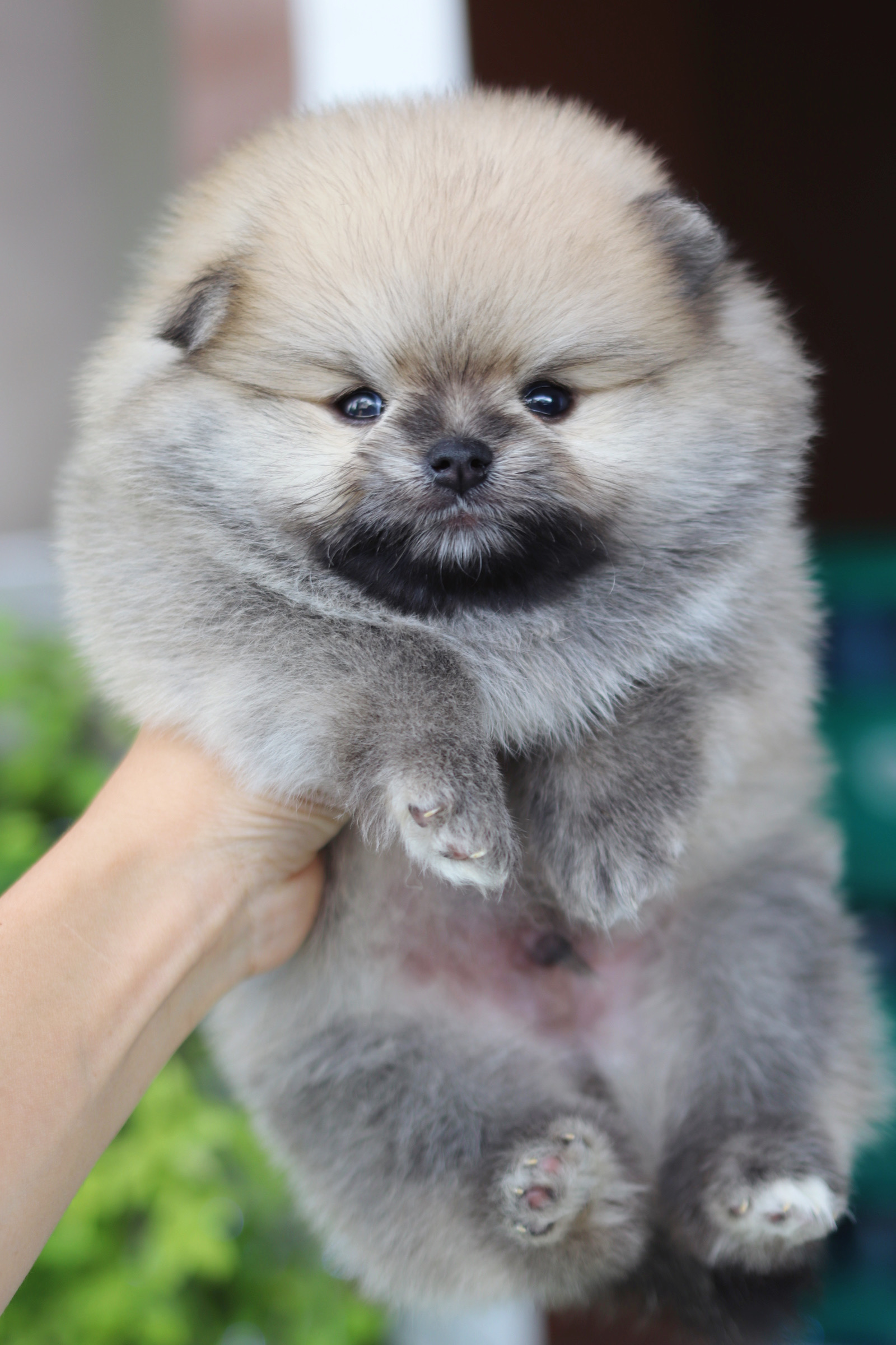 ปอมเมอเรเนียน เพศผู้สีส้ม