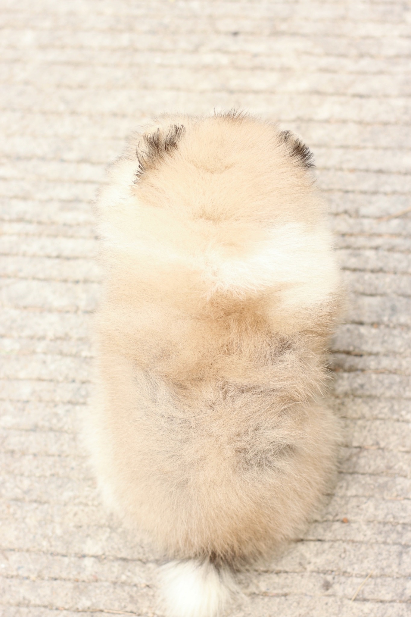 ปอมเมอเรเนียน เพศเมียแฟนซี