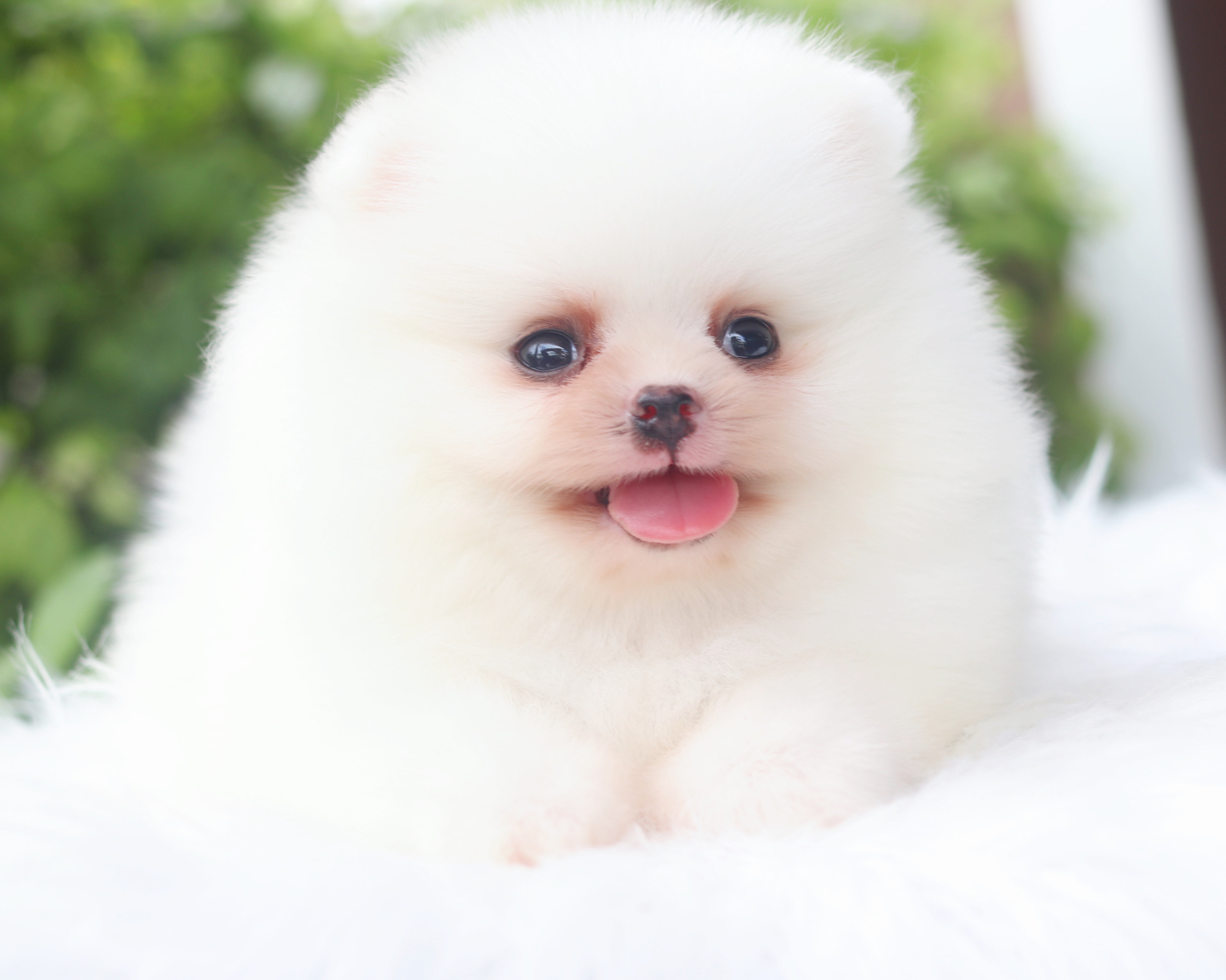 ปอมเมอเรเนียน เพศผู้สีขาวครีมเกรดโชว์