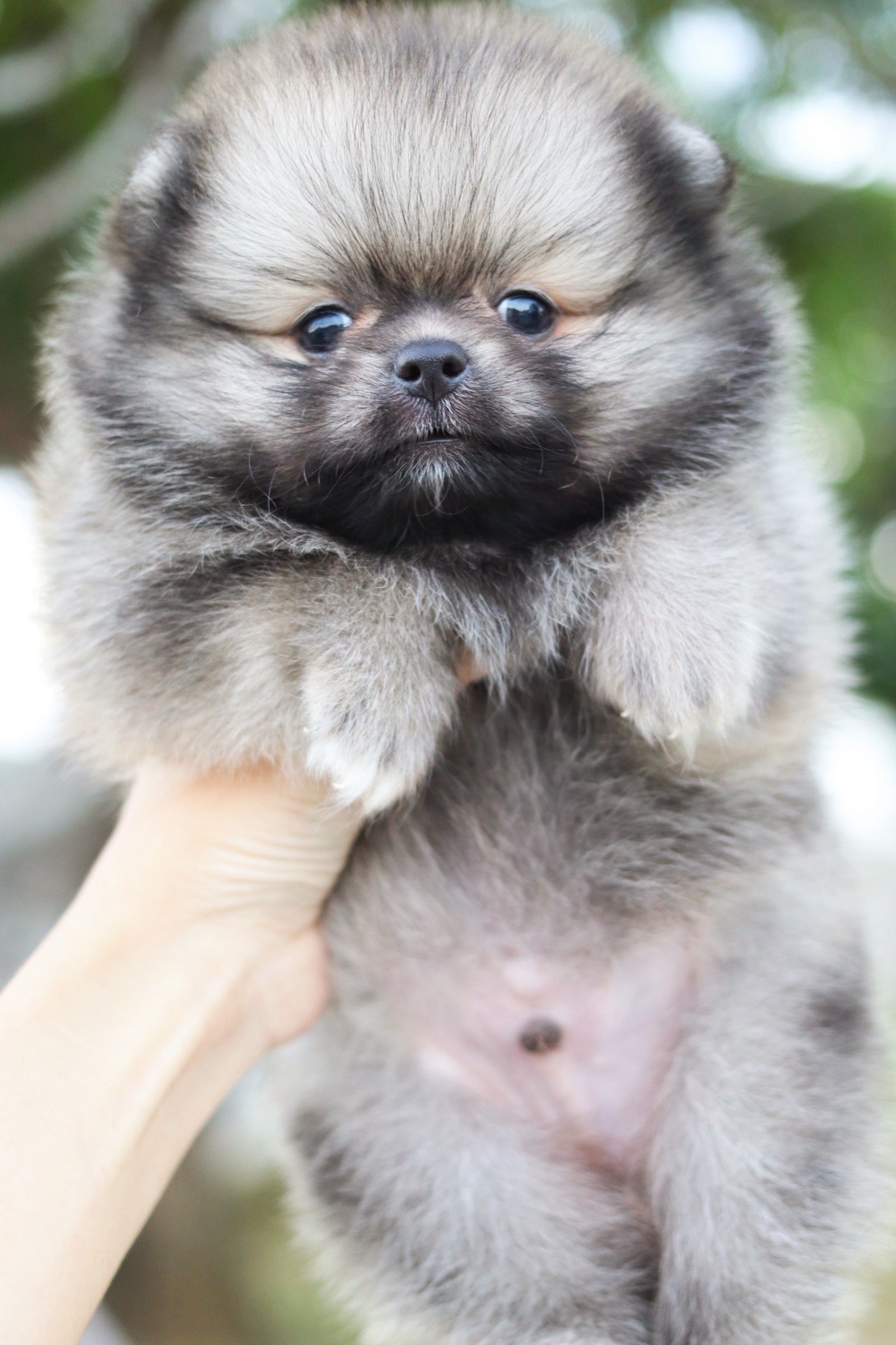 ปอมเมอเรเนียน เพศผู้ สีส้มเซเบิ้ล