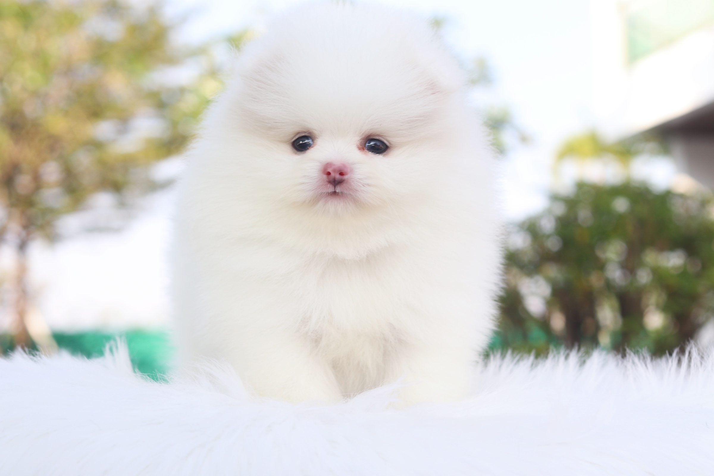 ปอมเมอเรเนียน เพศเมีย สีขาว เกรดโชว์