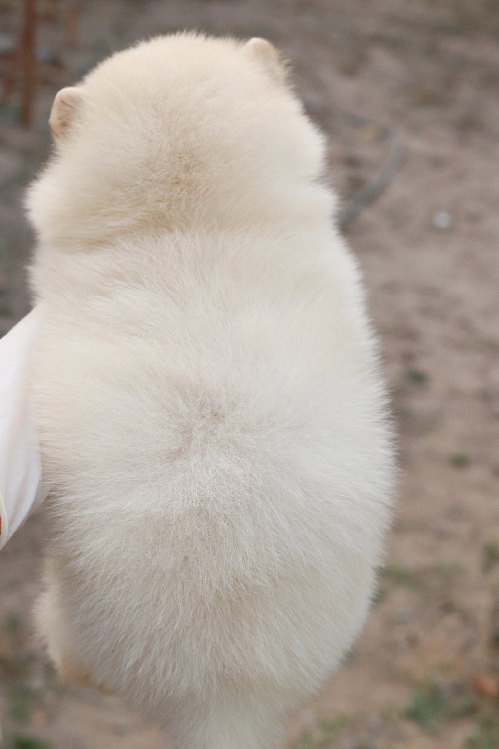 ปอมเมอเรเนียน เพศผู้ขาวครีม