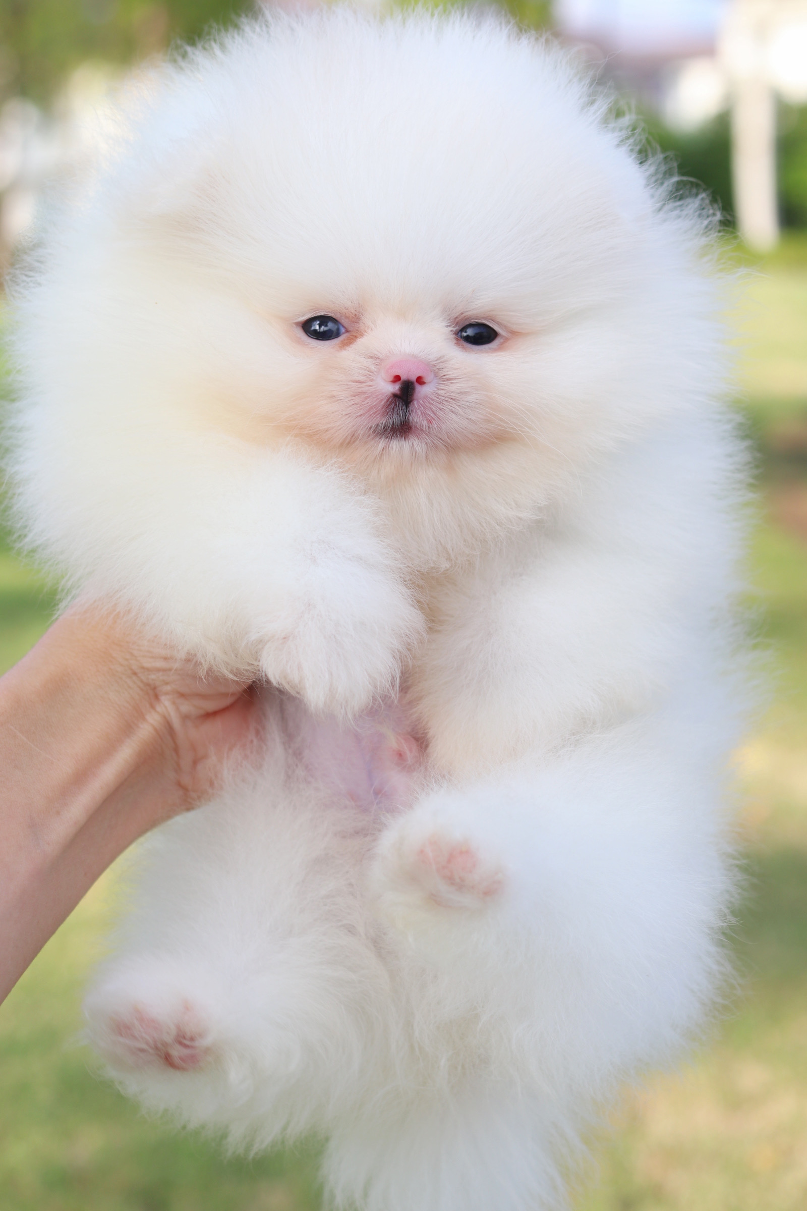 ปอมเมอเรเนียน เพศผู้ สีขาว เกรดโชว์