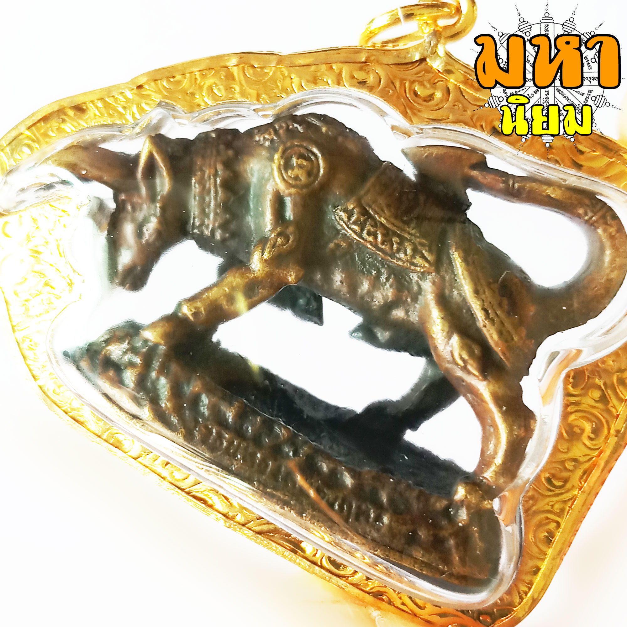 วัวธนูทอง คะนองฤทธิ์ หลวงปู่กาหลง วัดเขาแหลม จ.สระแก้ว