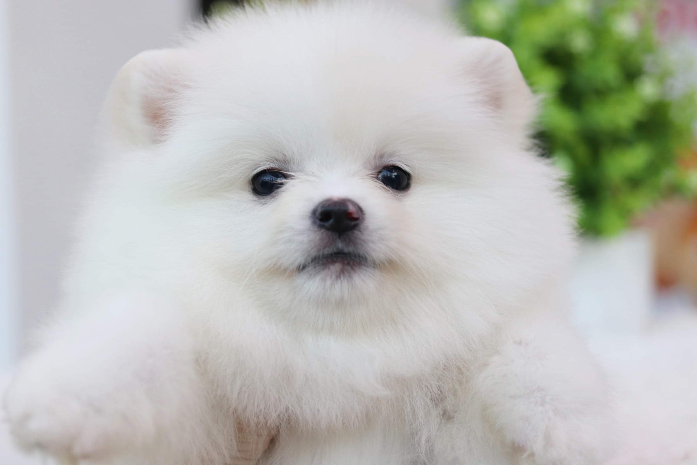 ปอมเมอเรเนียน เพศผู้