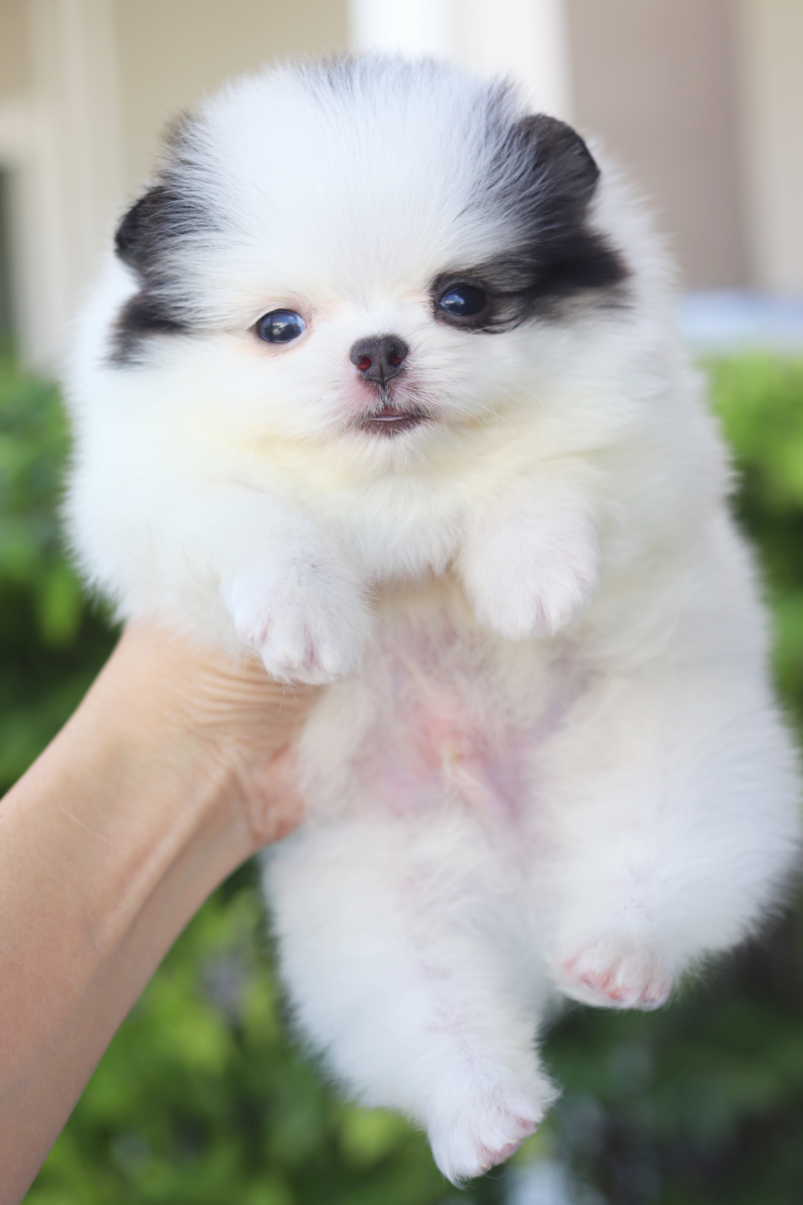 ปอมเมอเรเนียน เพศผู้สีแฟนซี เกรดโชว์