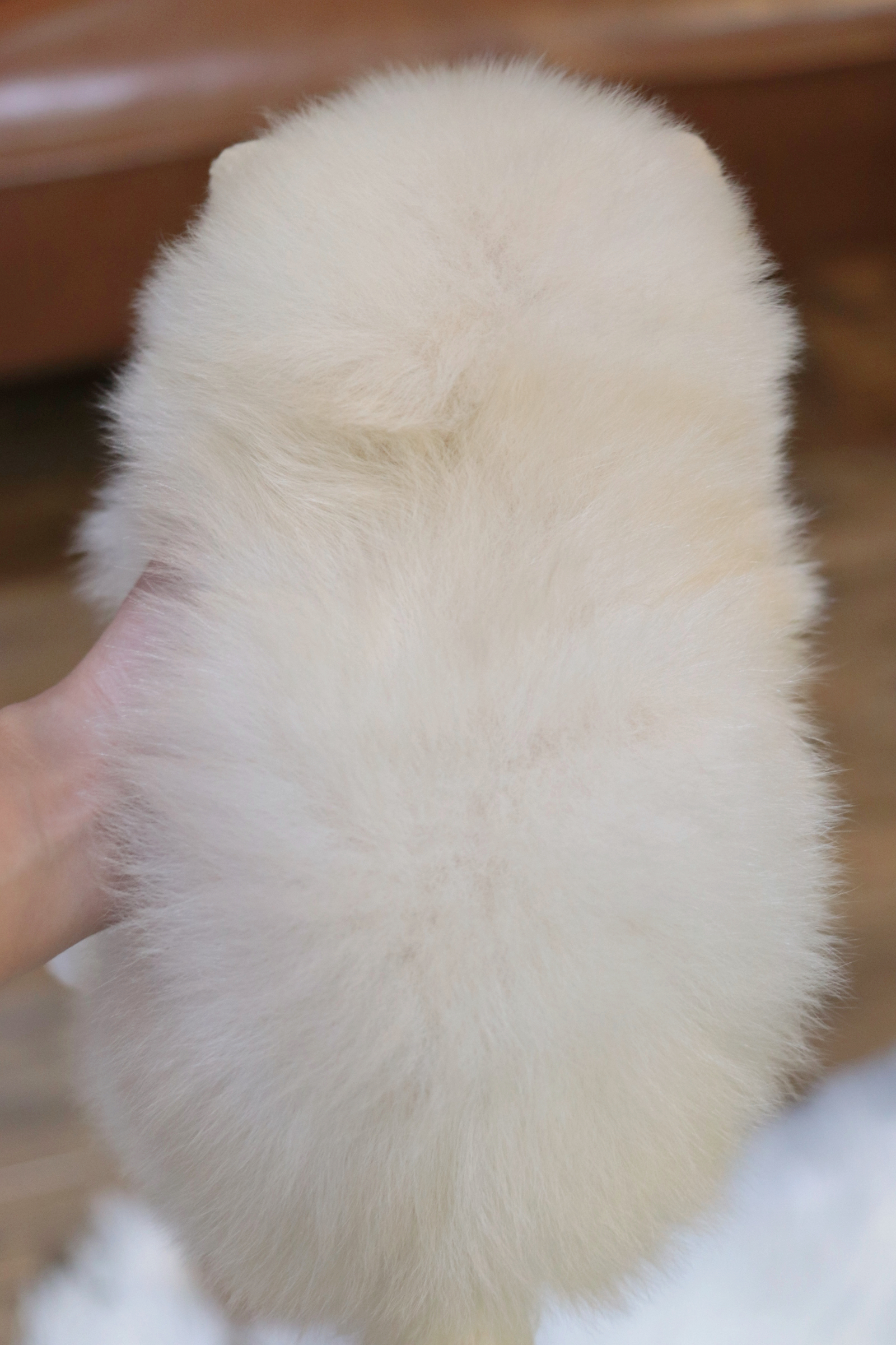 ปอมเมอเรเนียน เพศผู้ สีขาวครีม