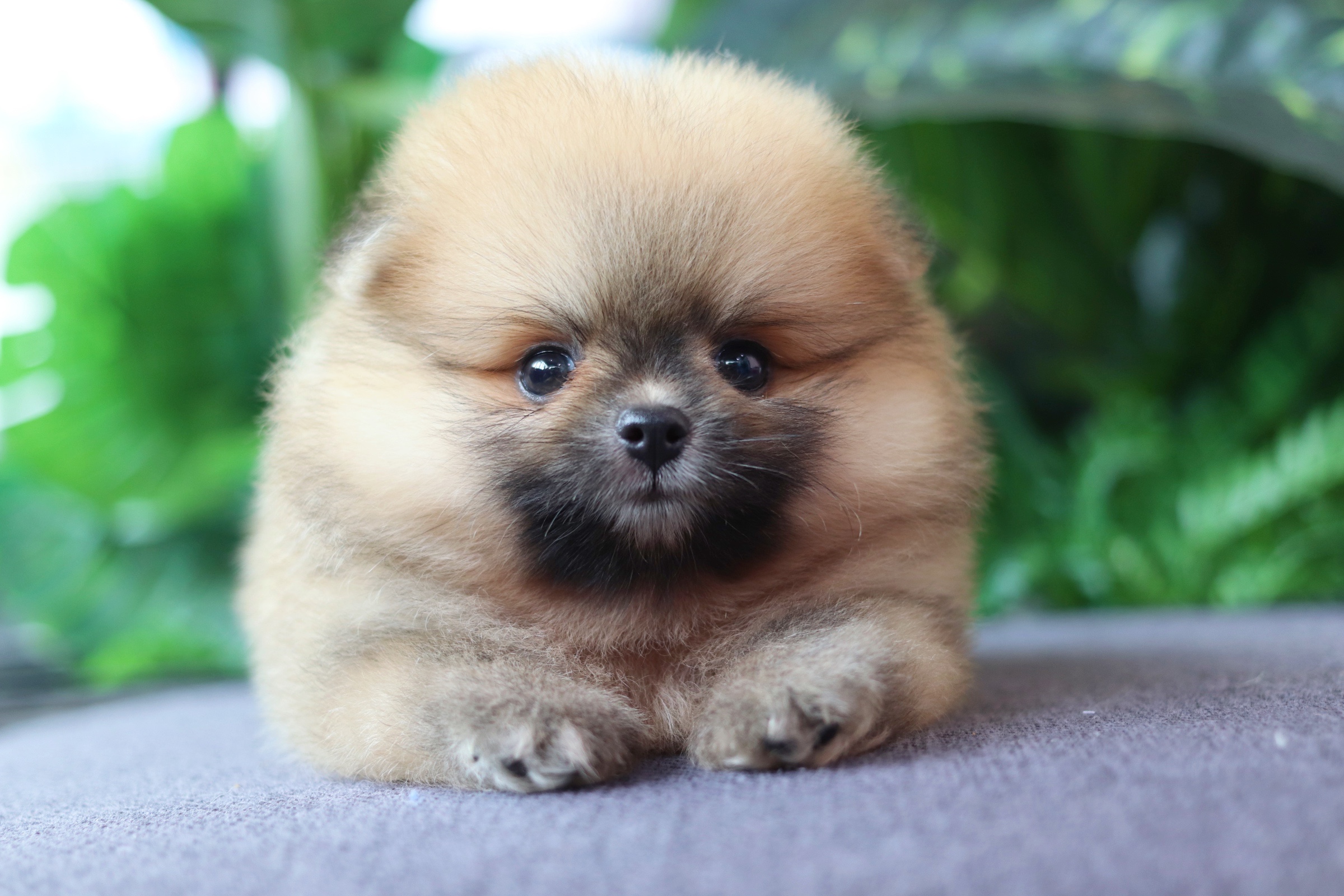 ปอมเมอเรเนียน เพศเมียสีส้ม