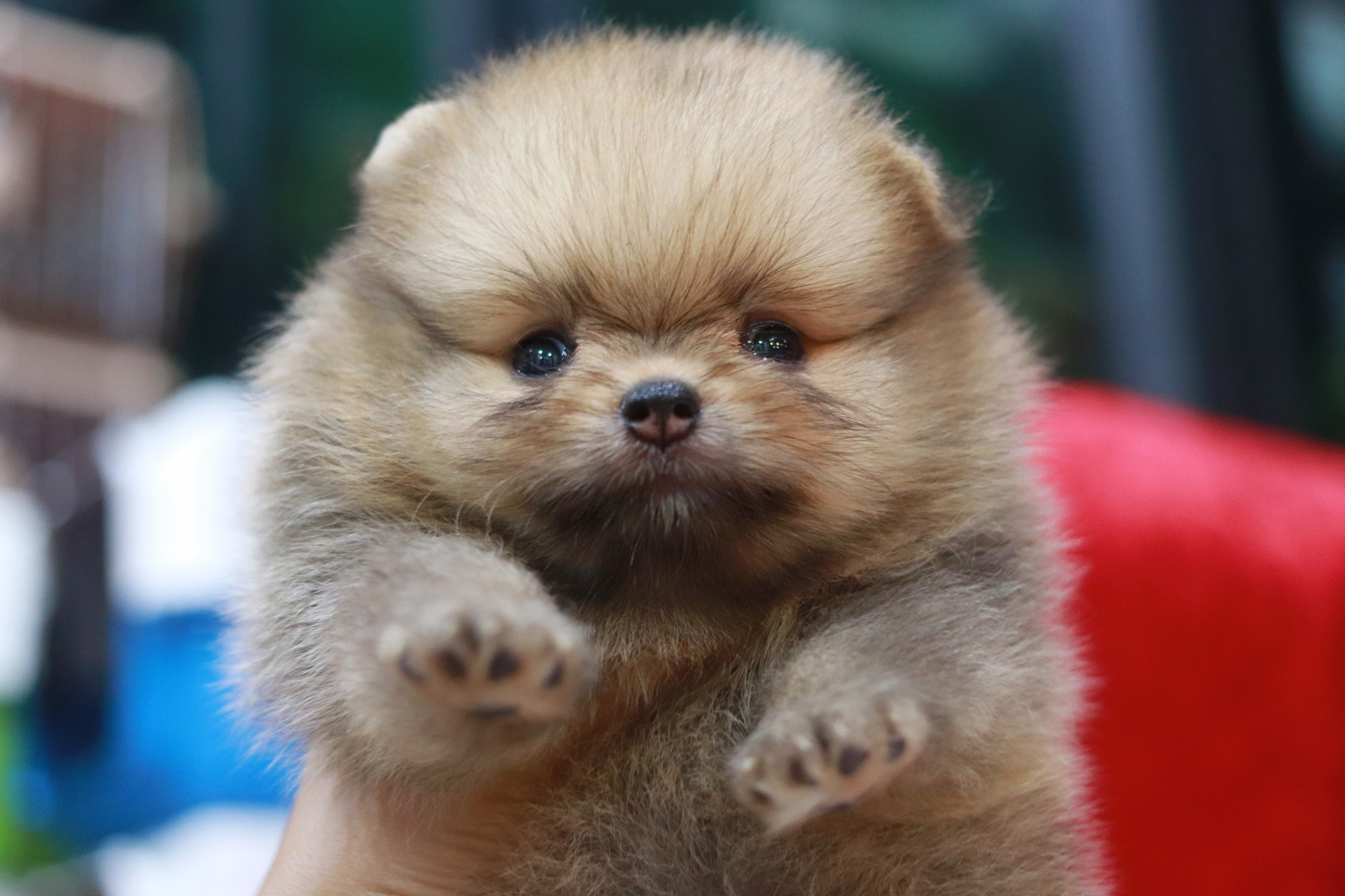 ปอมเมอเรเนียน เพศผู้ สีส้ม หน้าหมี