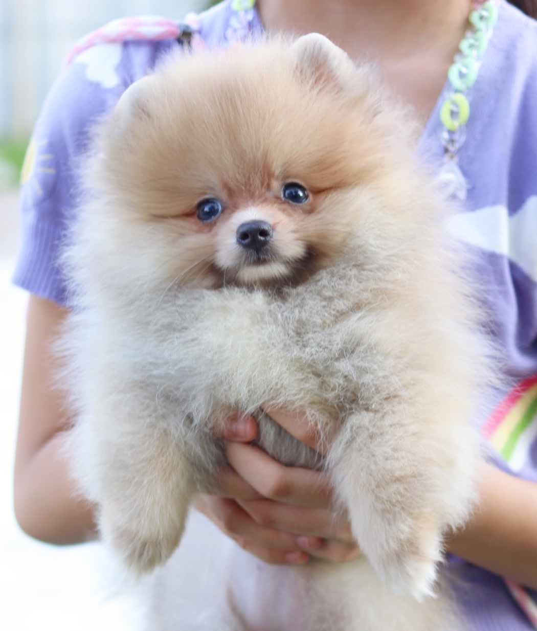 ปอมเมอเรเนียน เพศเมียสีส้ม