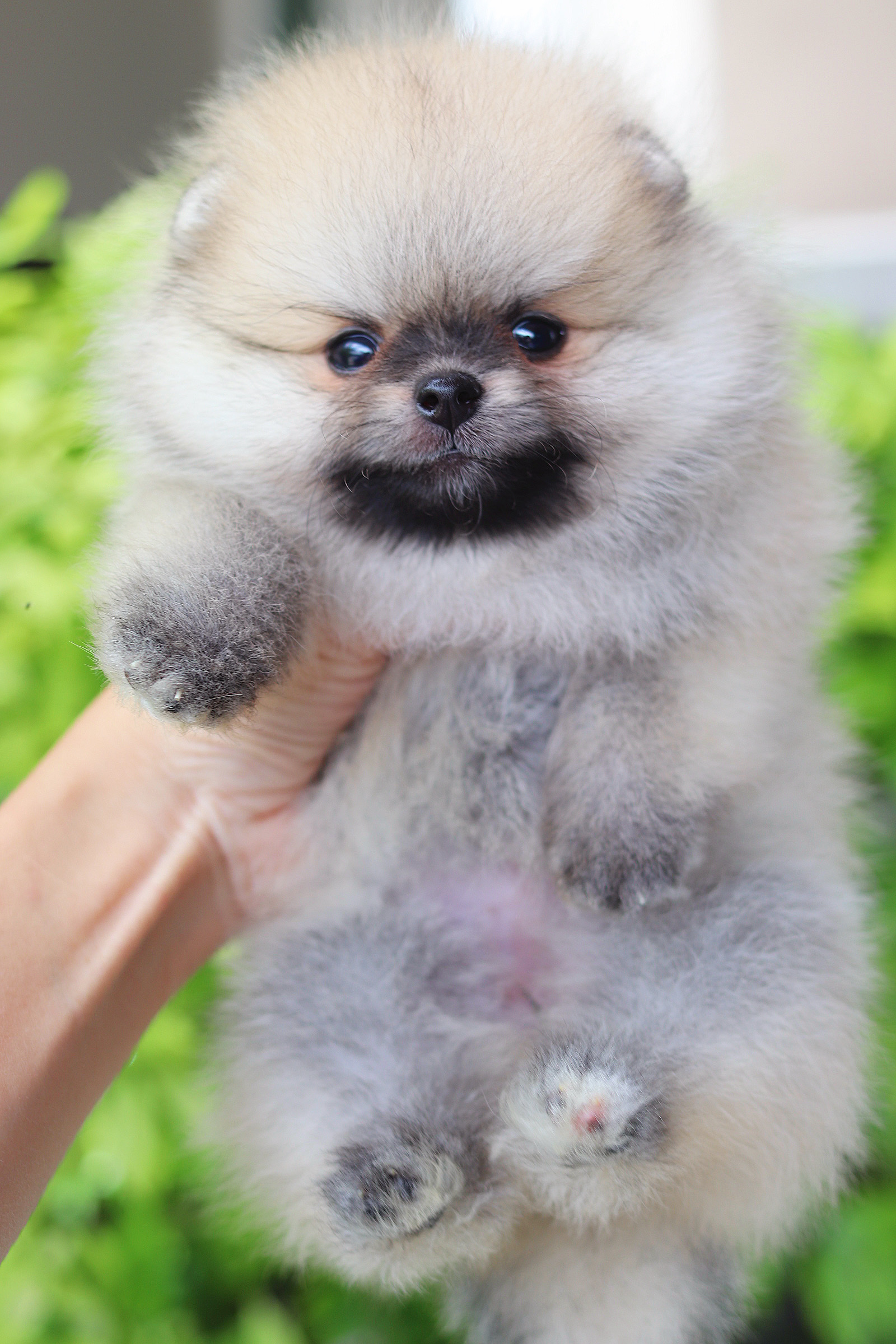 ปอมเมอเรเนียน เพศเมียสีส้ม เกรดโชว์