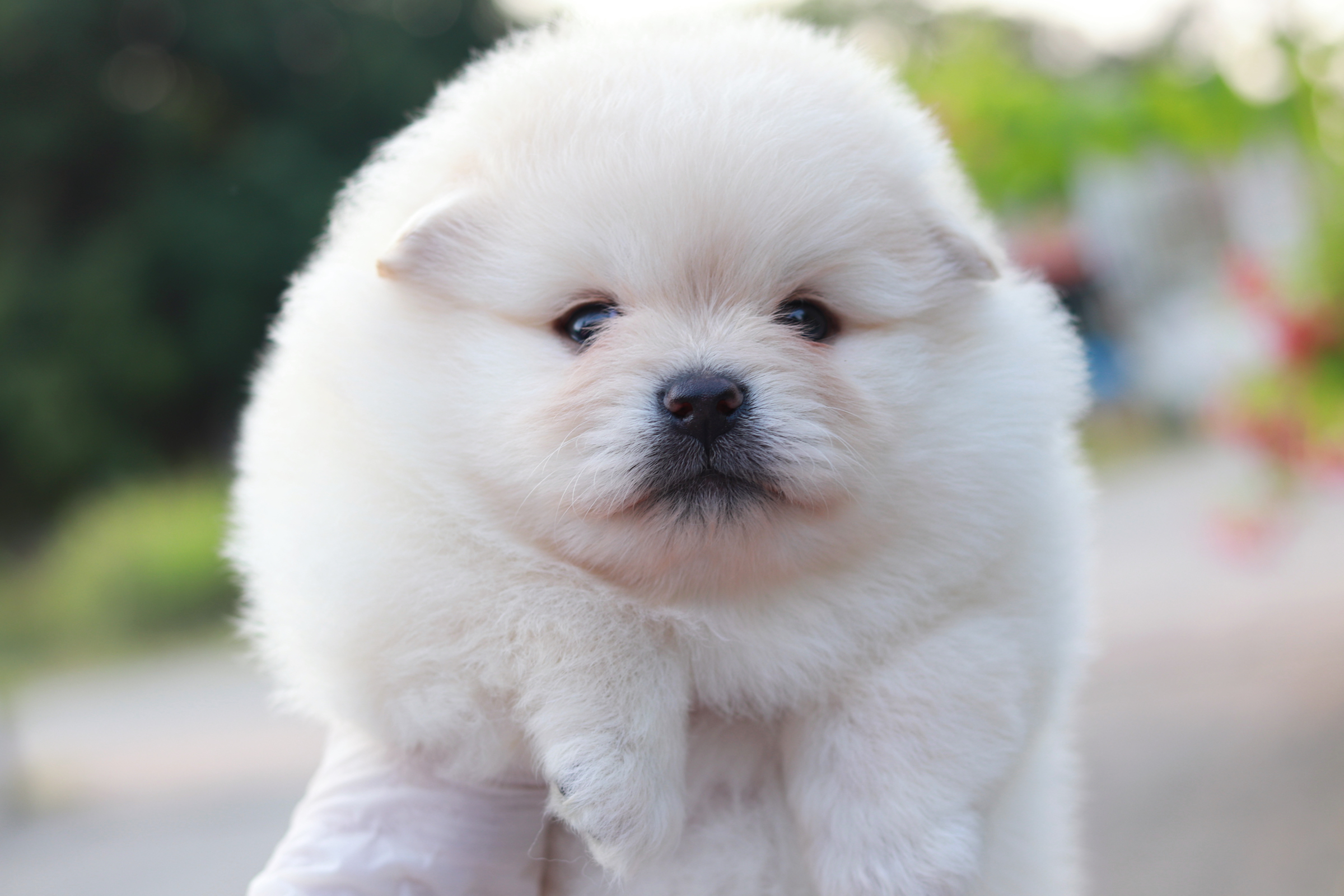 ปอมเมอเรเนียน เพศผู้ขาว