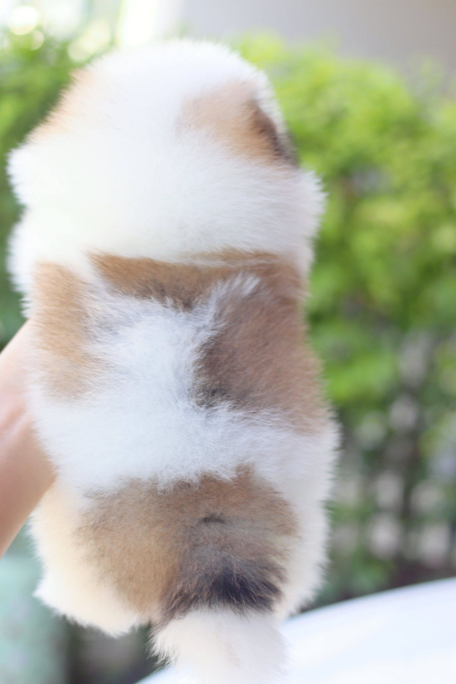 ปอมเมอเรเนียน เพศเมียสีแฟนซีเกรดโชว์