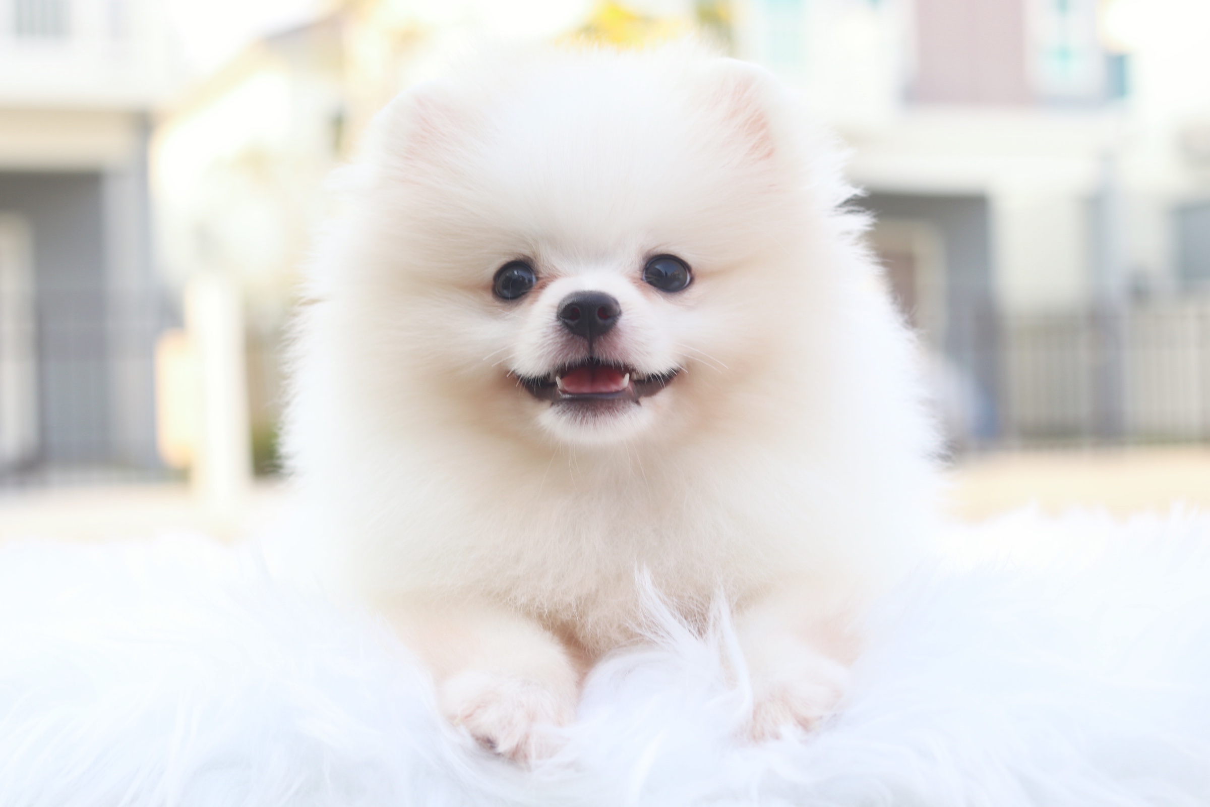 ปอมเมอเรเนียน เพศเมียสีขาวครีม