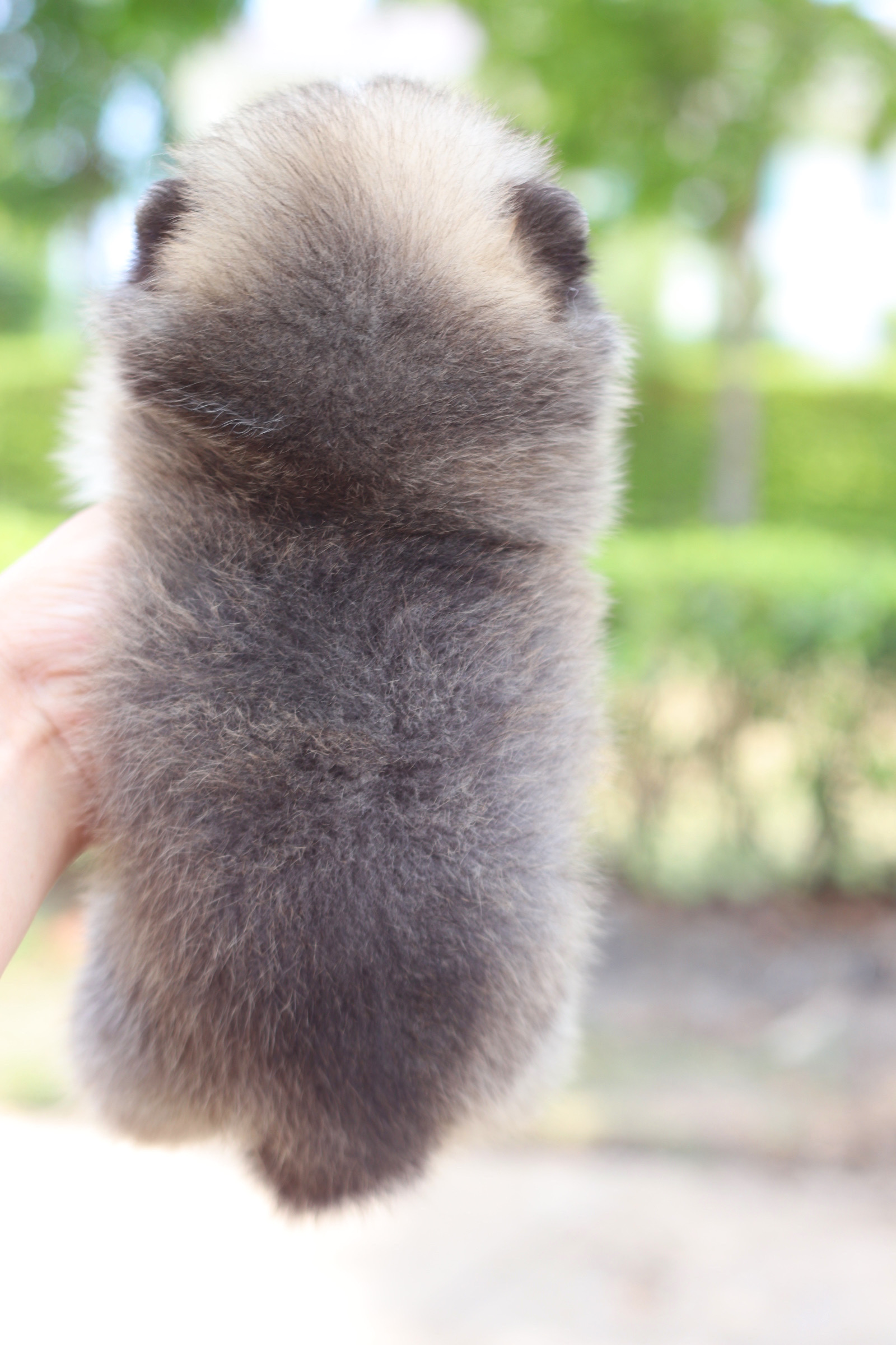 ปอมเมอเรเนียน เพศผู้ สีส้ม