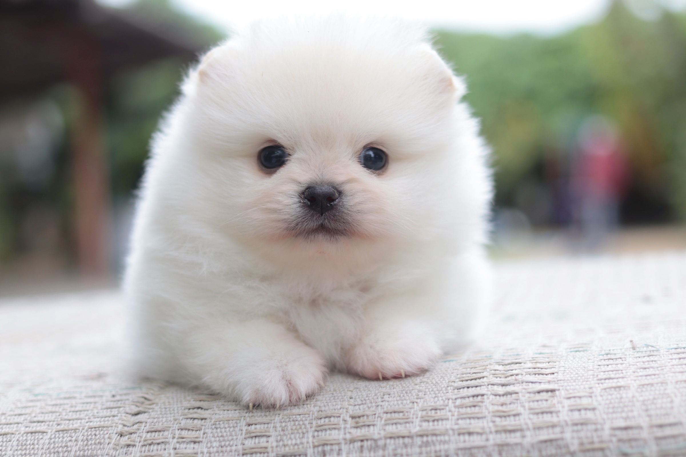 ปอมเมอเรเนียน เพศผู้ ไซส์เล็กขาวครีม