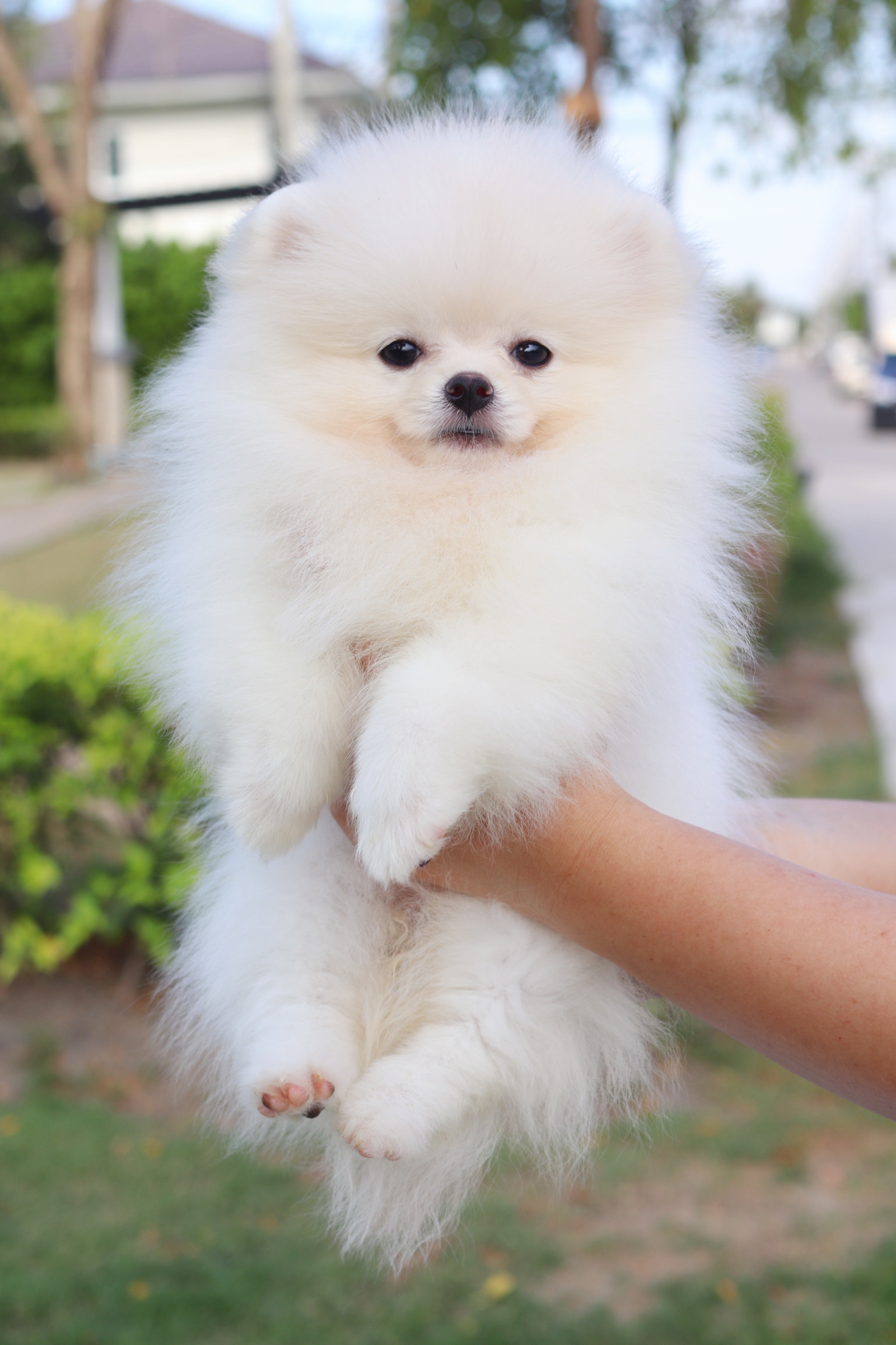 ปอมเมอเรเนียน เพศเมียสีขาวครีม