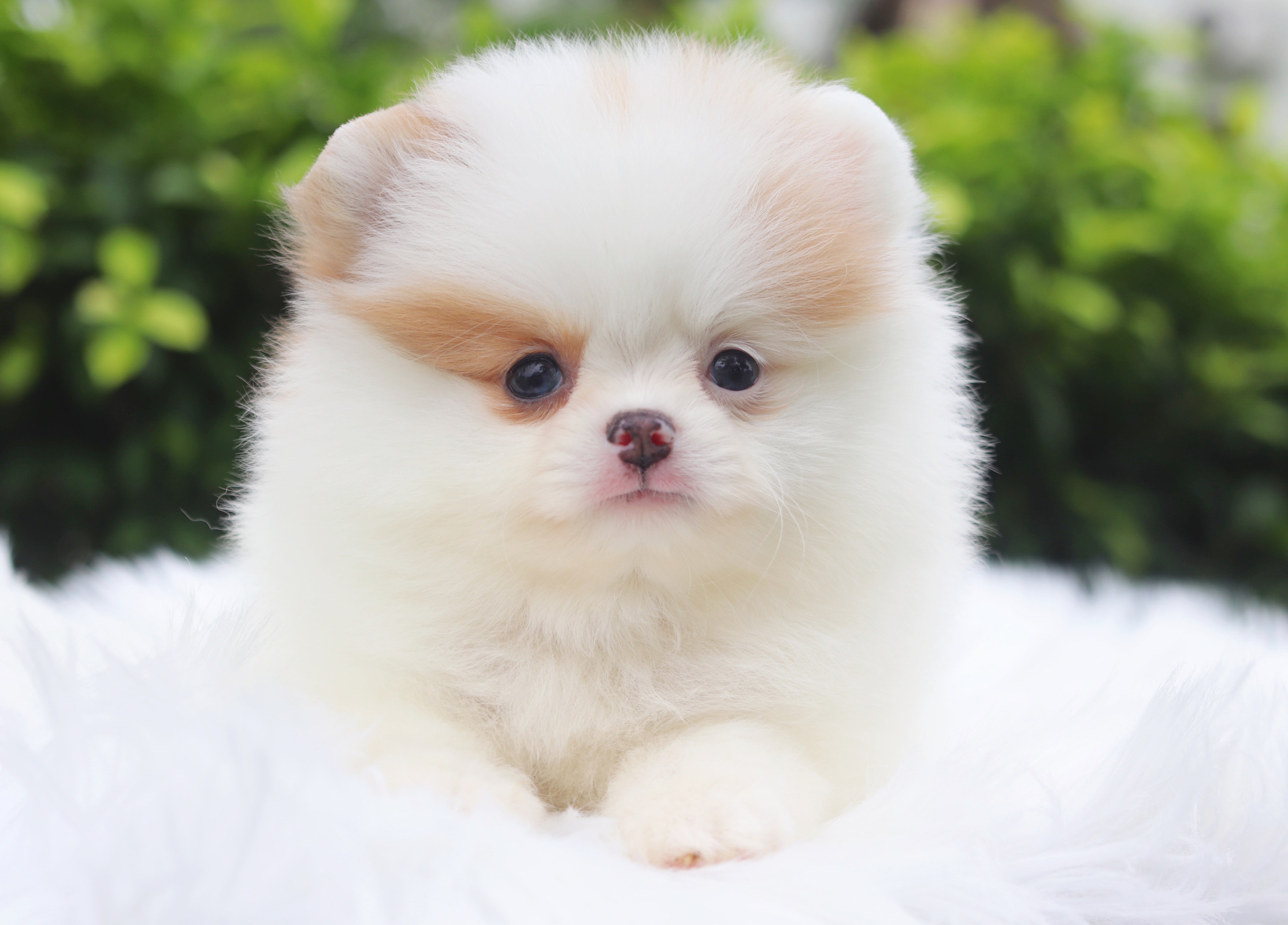 ปอมเมอเรเนียน เพศเมียสีแฟนซี